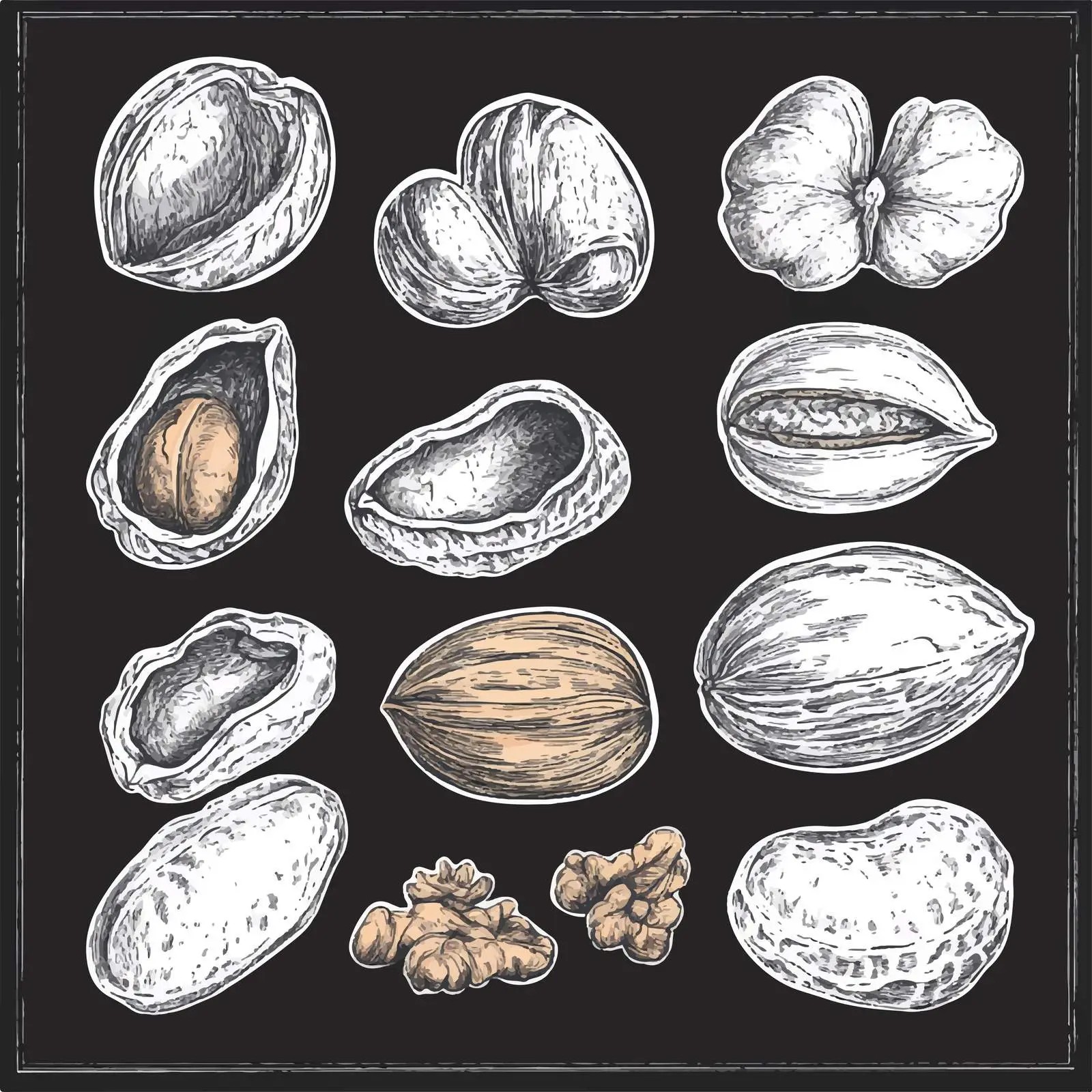 Hand Drawn Nut Sketches Collection — free download from Dotvec