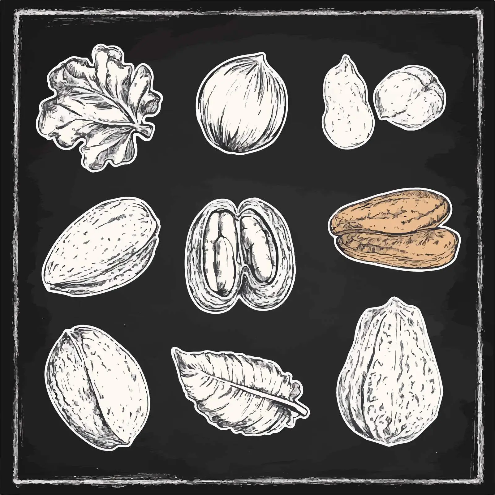 Hand-Drawn Nut Sketches Collection — free download from Dotvec