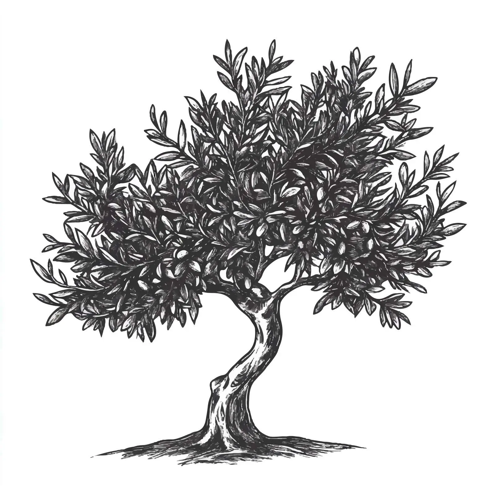 Hand-Drawn Olive Tree Sketch Illustration — free download from Dotvec