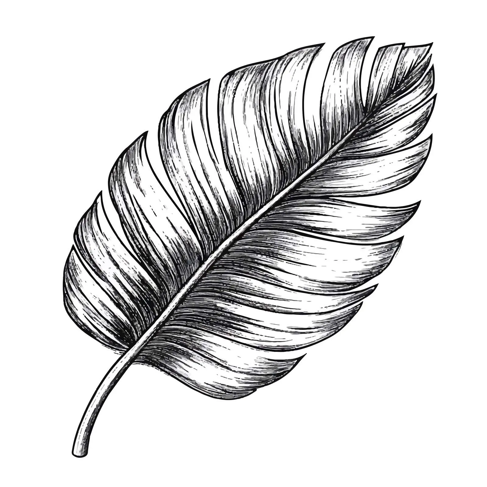 Hand Drawn Palm Leaf Sketch Vector Illustration – free hand draw image from Dotvec