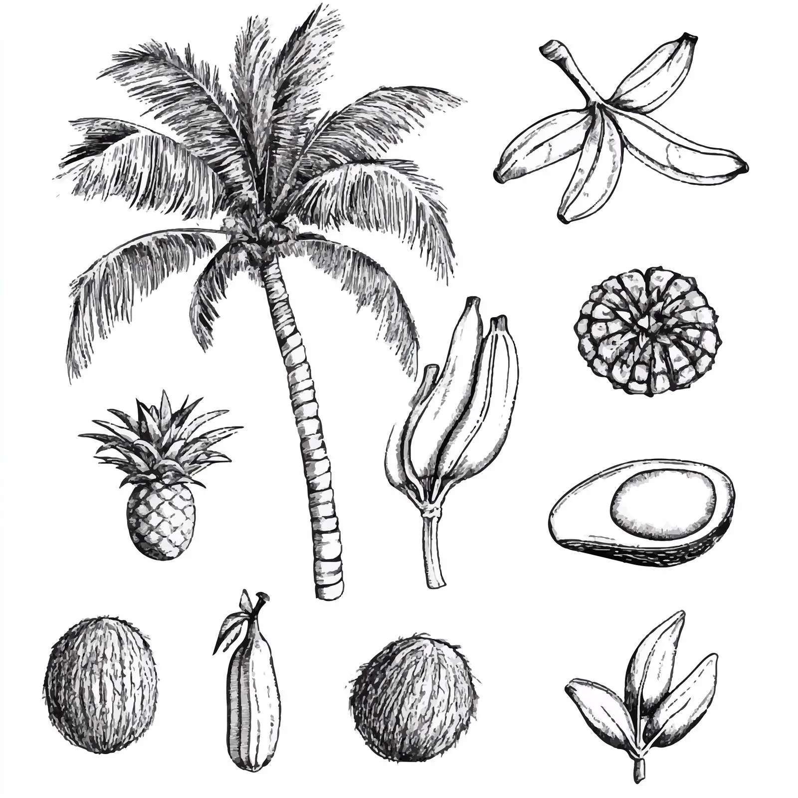 Hand Drawn Palm Trees and Coconuts Sketches — free download from Dotvec