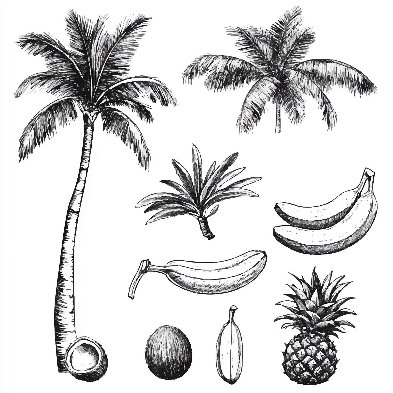 Hand-Drawn Palm Trees and Coconuts Sketch Set — free download from Dotvec
