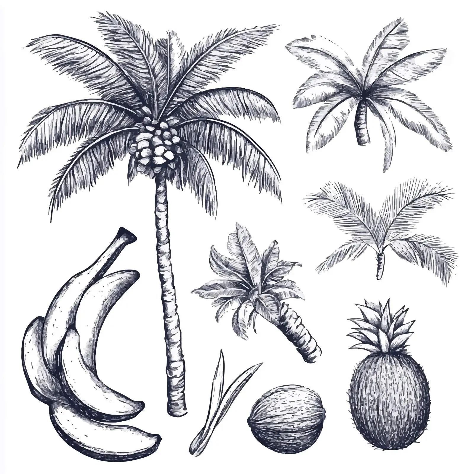 Hand-Drawn Palm Trees and Coconuts Sketch Collection – free coconuts image from Dotvec