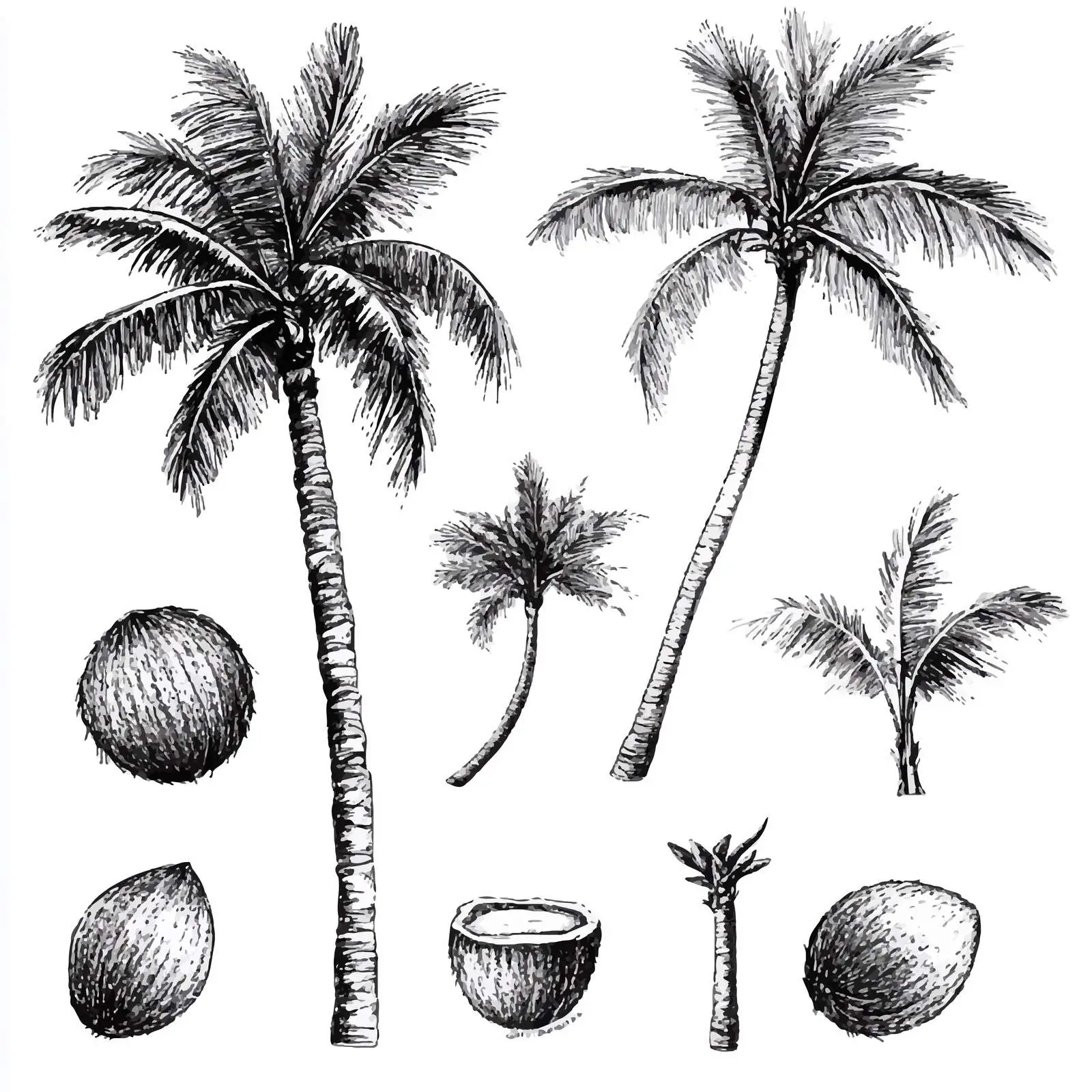 Hand Drawn Palm Trees and Coconuts Sketches — free download from Dotvec