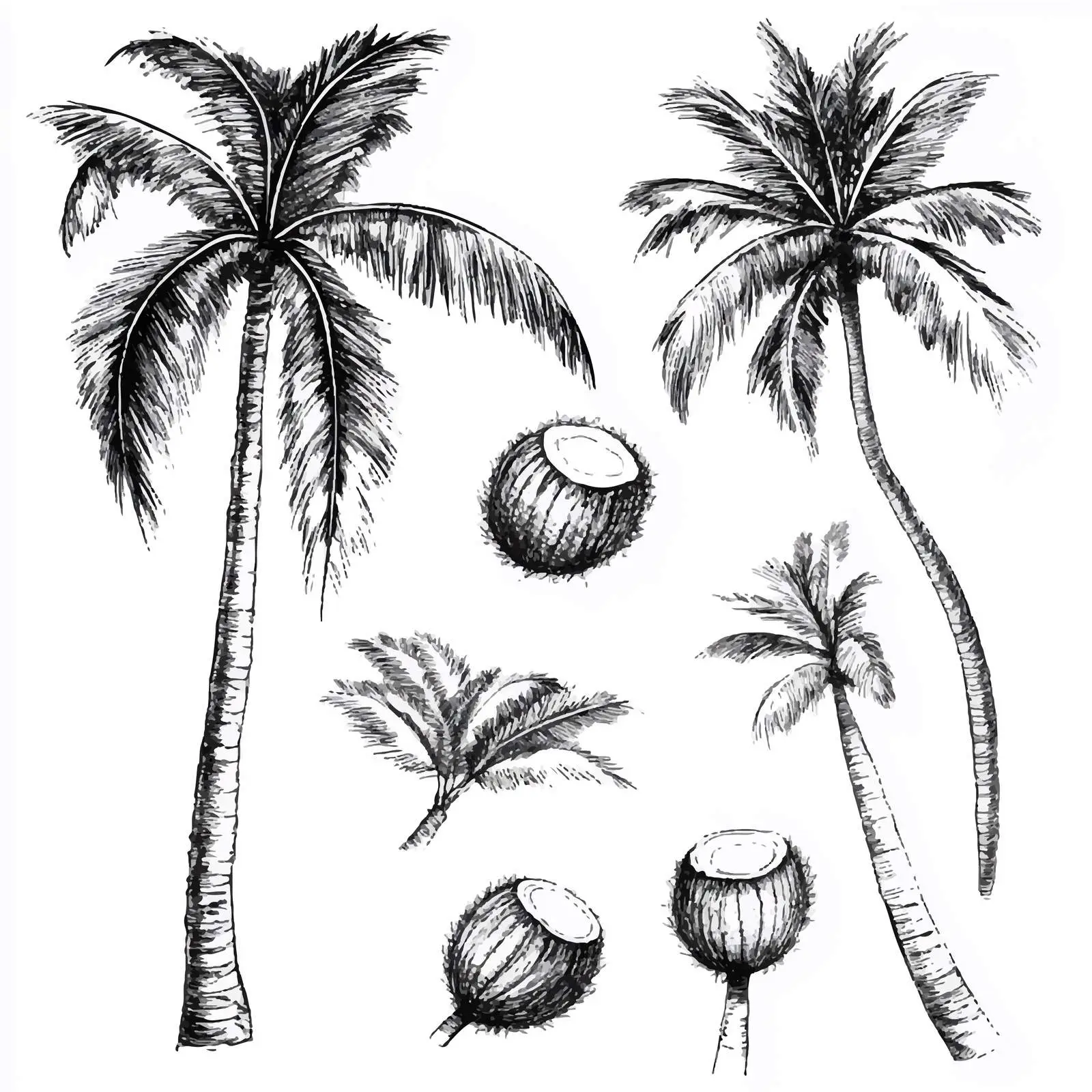 Hand-Drawn Palm Trees and Coconuts Sketch Collection — free download from Dotvec