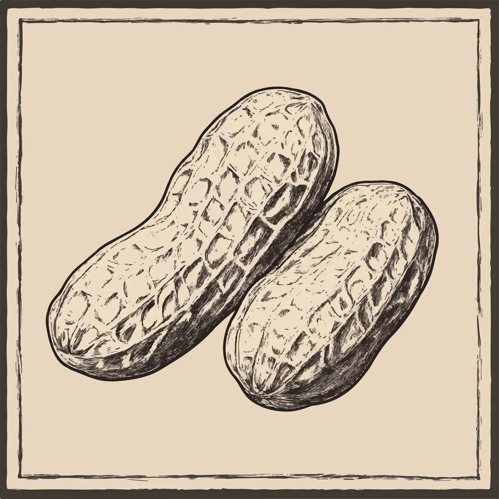 Hand-Drawn Peanut Sketch on Beige Background — free download from Dotvec
