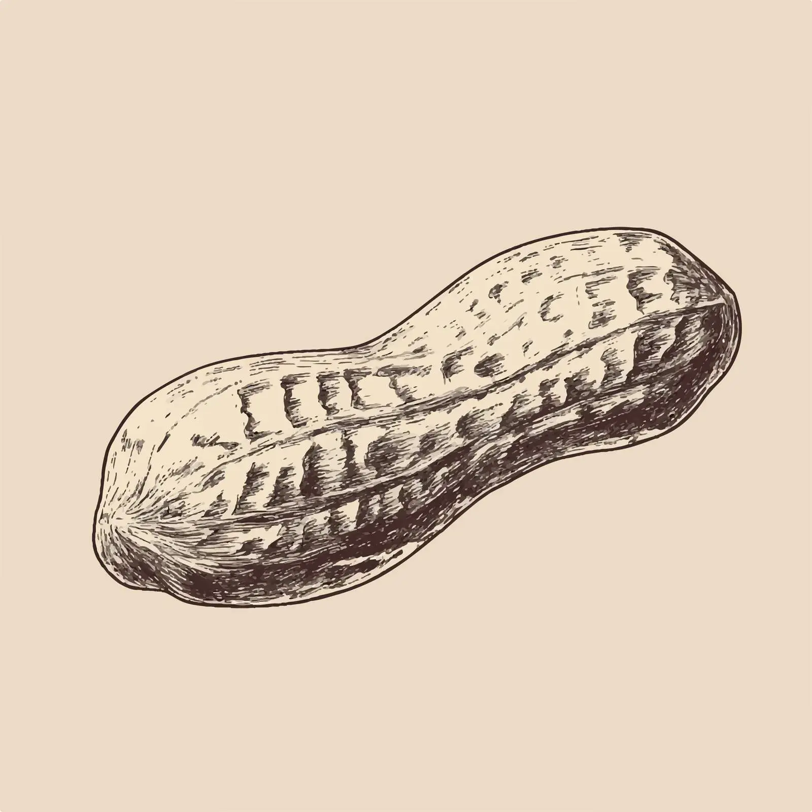 Hand-Drawn Peanut Sketch on Beige Background — free download from Dotvec