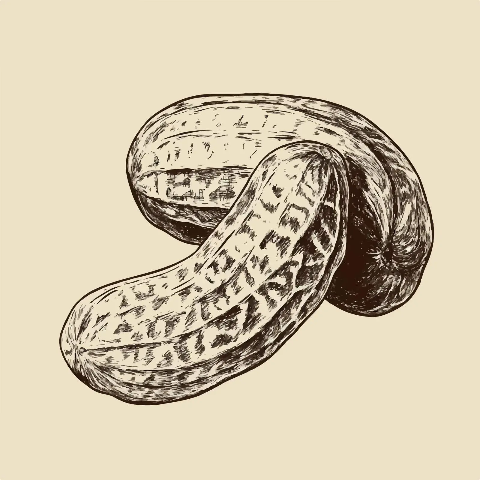 Hand-Drawn Peanut Sketch on Beige Background — free download from Dotvec