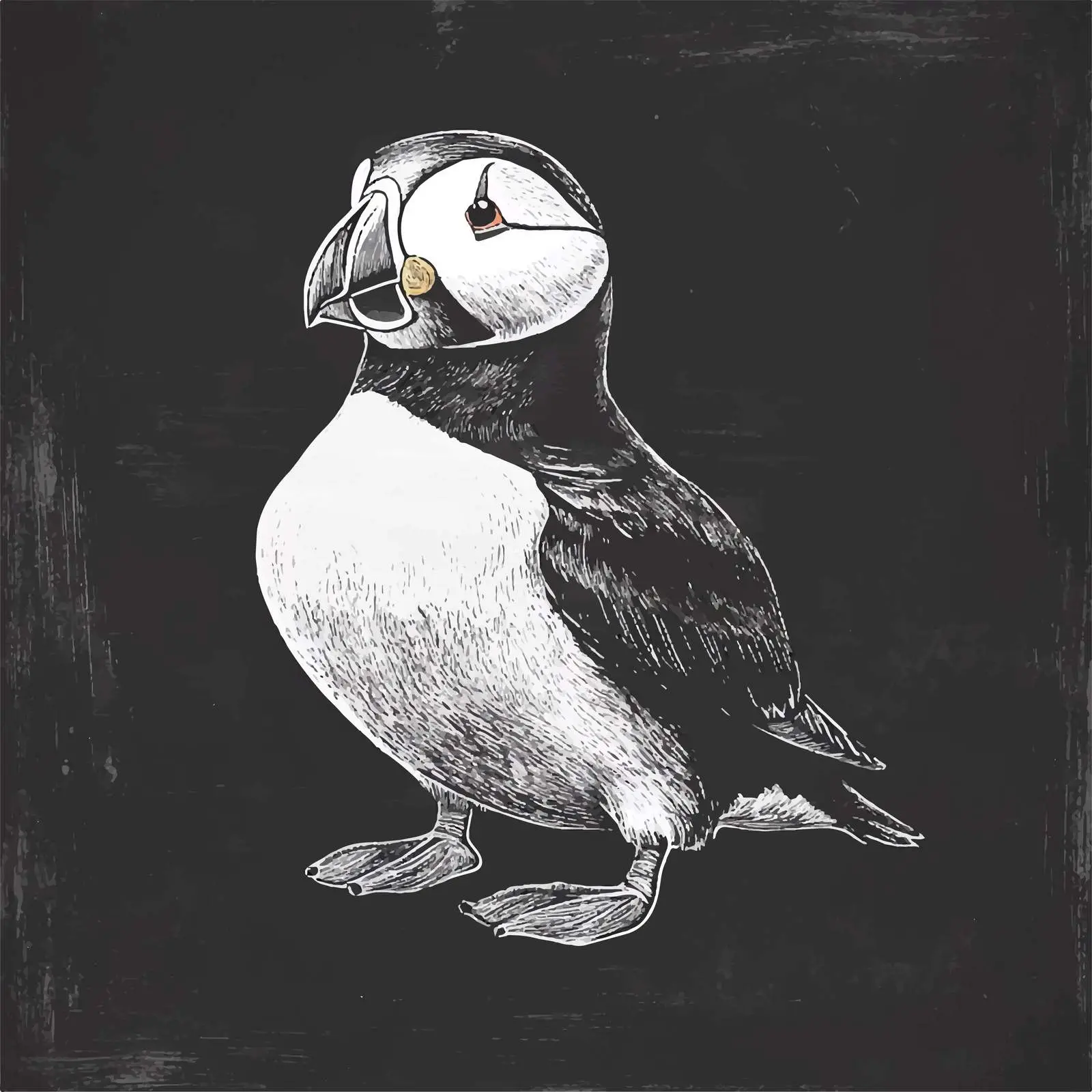 Hand-Drawn Puffin Sketch on Chalkboard — free download from Dotvec