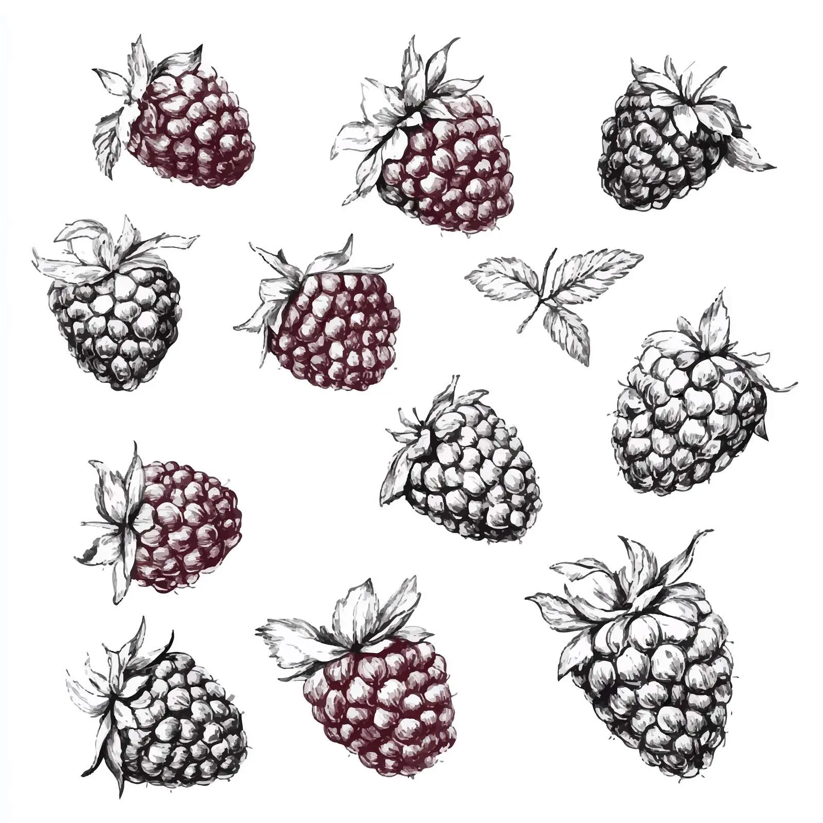 Hand-Drawn Raspberries Sketch on White Background — free download from Dotvec