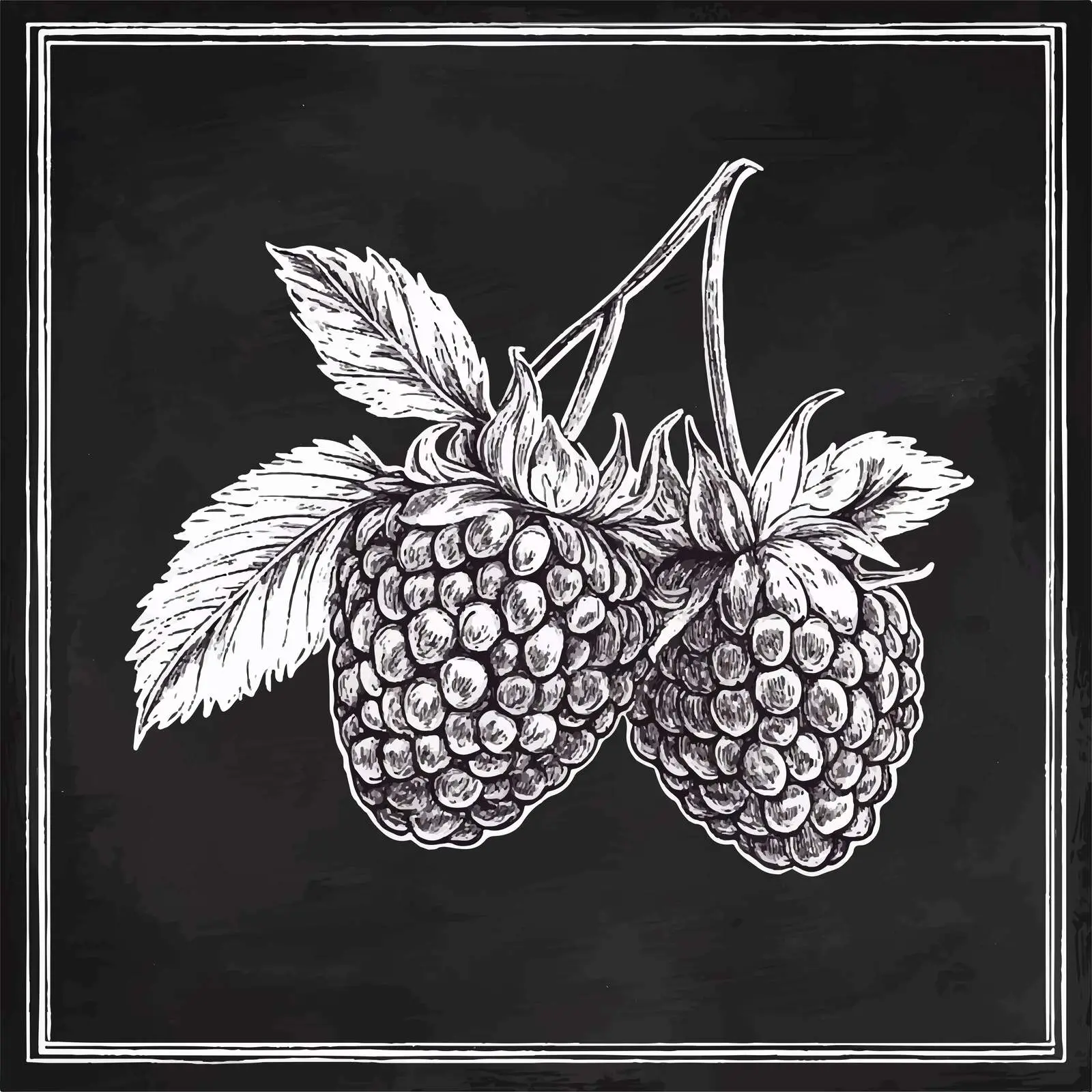 Hand Drawn Raspberries Sketch on Chalkboard — free download from Dotvec