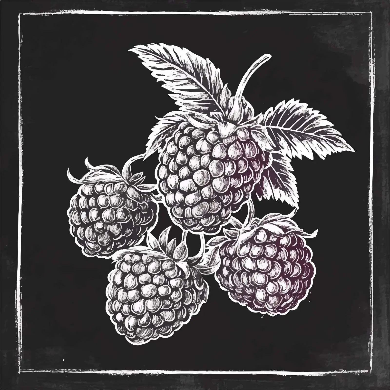 Hand-Drawn Raspberry Sketch on Chalkboard — free download from Dotvec