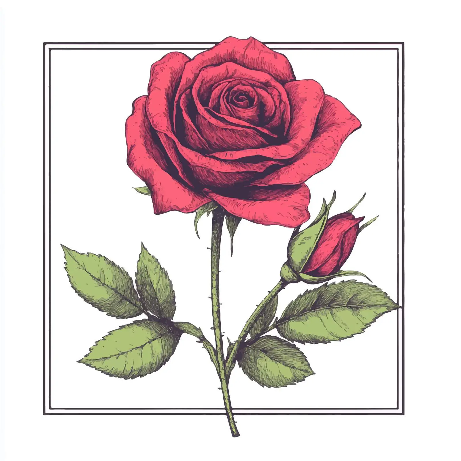 Hand Drawn Isolated Rose on White Background — free download from Dotvec
