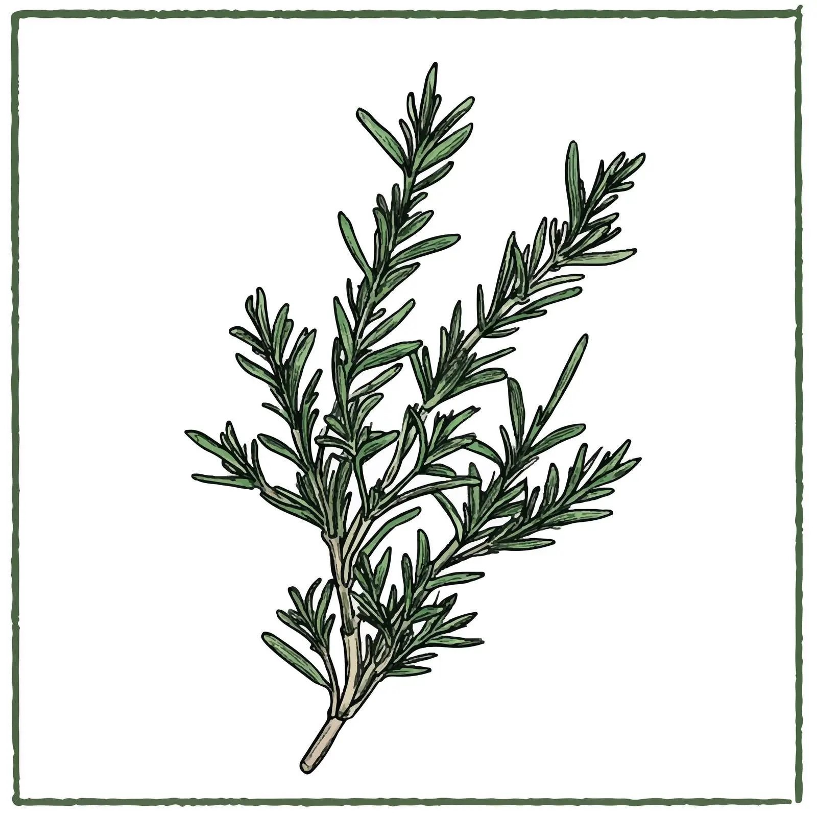 Hand-Drawn Rosemary Sketch in Vector Style — free download from Dotvec