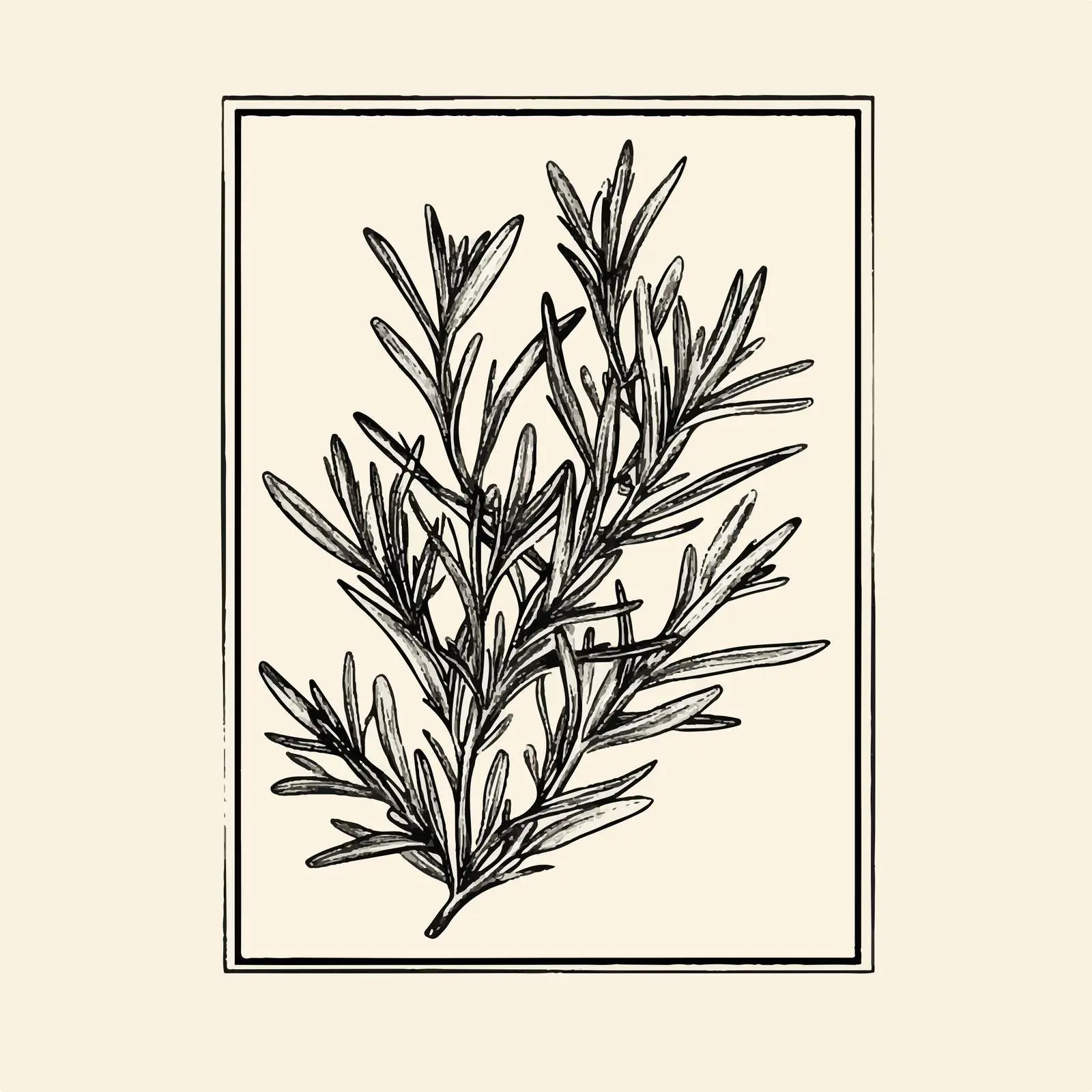 Hand Drawn Rosemary Sketch Vector Art — free download from Dotvec