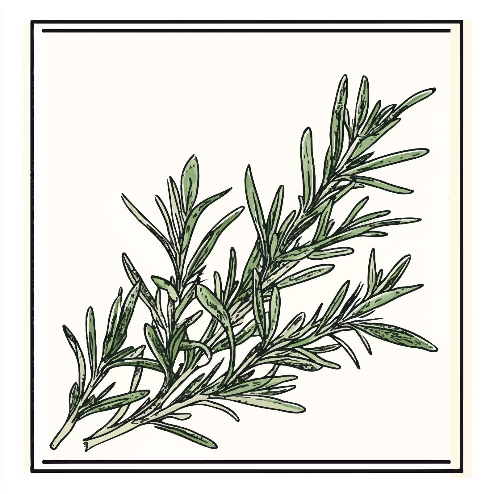 Hand-Drawn Rosemary Sketch Vector Illustration — free download from Dotvec