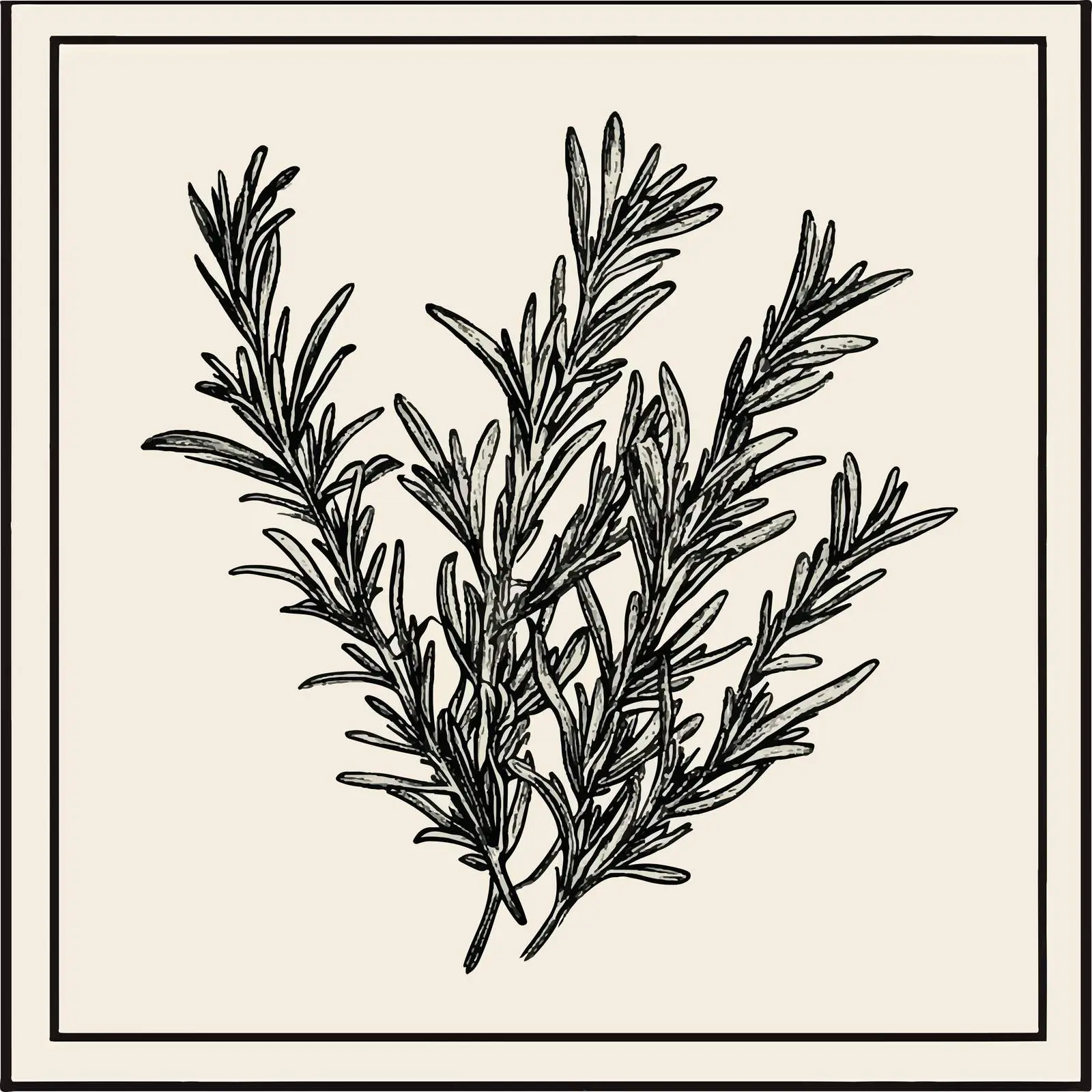 Hand Drawn Rosemary Vector Illustration — free download from Dotvec