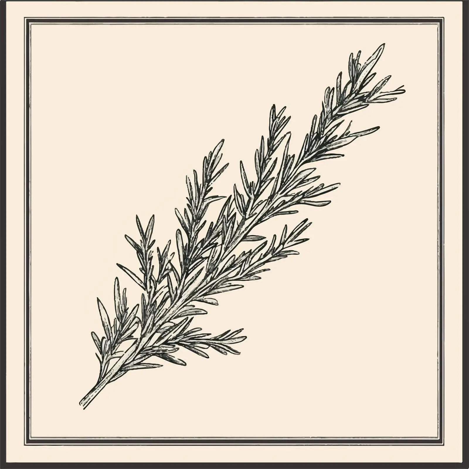 Hand-Drawn Rosemary on Beige Background — free download from Dotvec