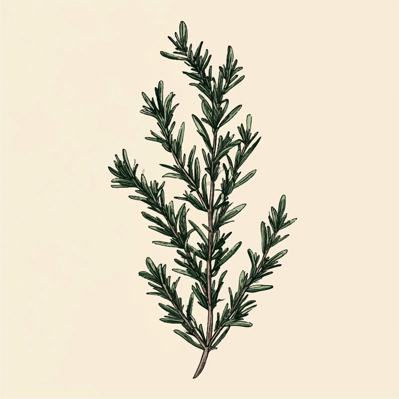 Hand Drawn Rosemary on Beige Background — free download from Dotvec