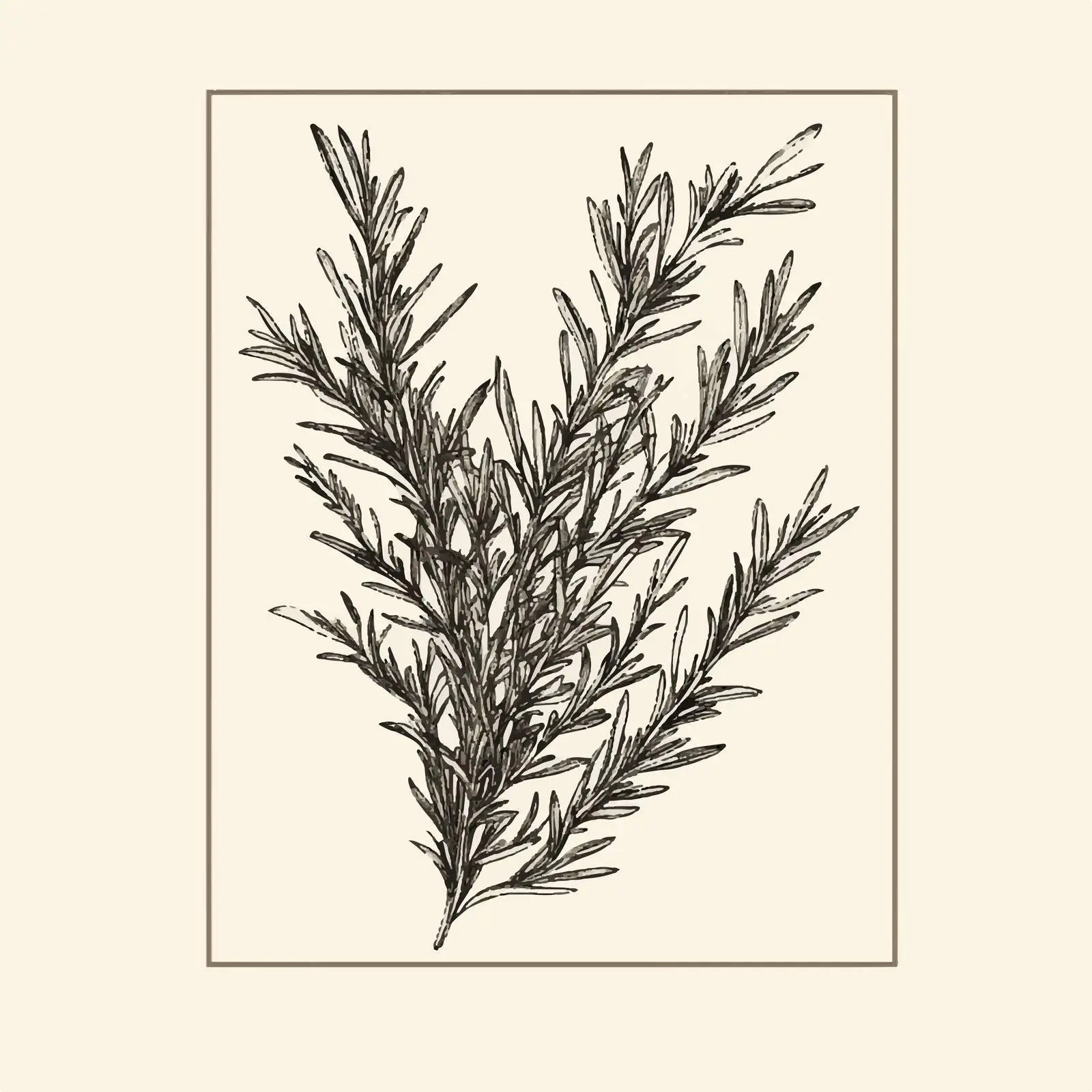 Isolated Hand-Drawn Rosemary Herb on Beige Background — free download from Dotvec