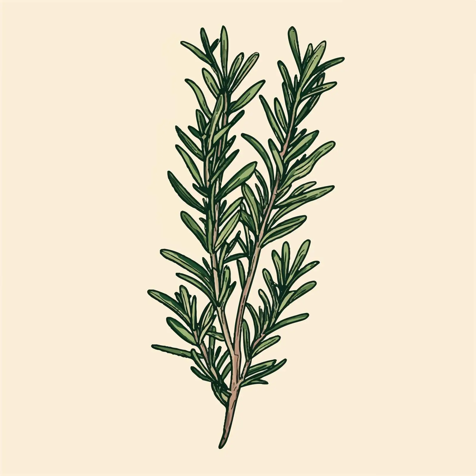 Hand-Drawn Rosemary Herb on Beige Background — free download from Dotvec