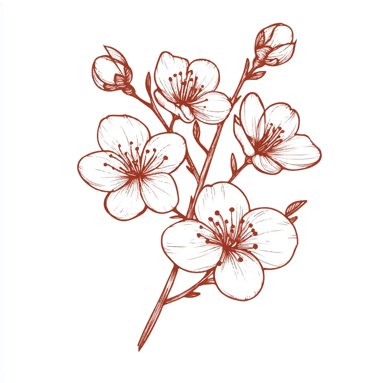 Hand-Drawn Sakura Blossom on White Background — free download from Dotvec