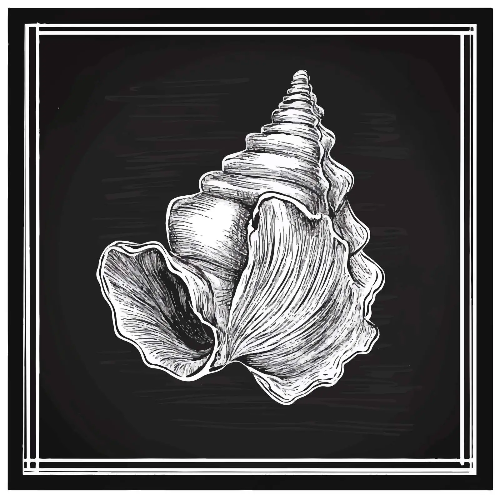 Hand Drawn Seashell Sketch on Chalkboard Background — free download from Dotvec