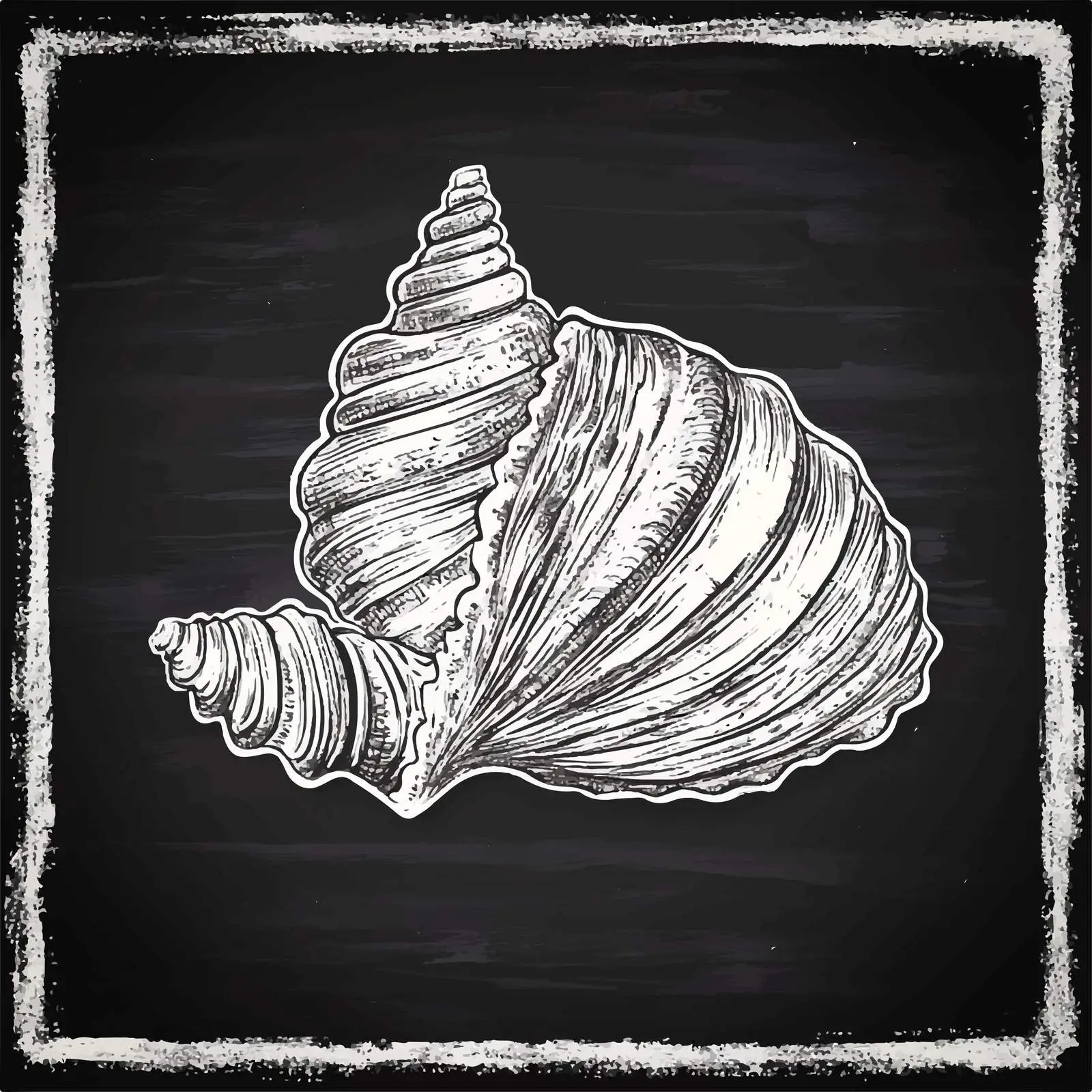 Hand-Drawn Seashell Sketch on Chalkboard — free download from Dotvec