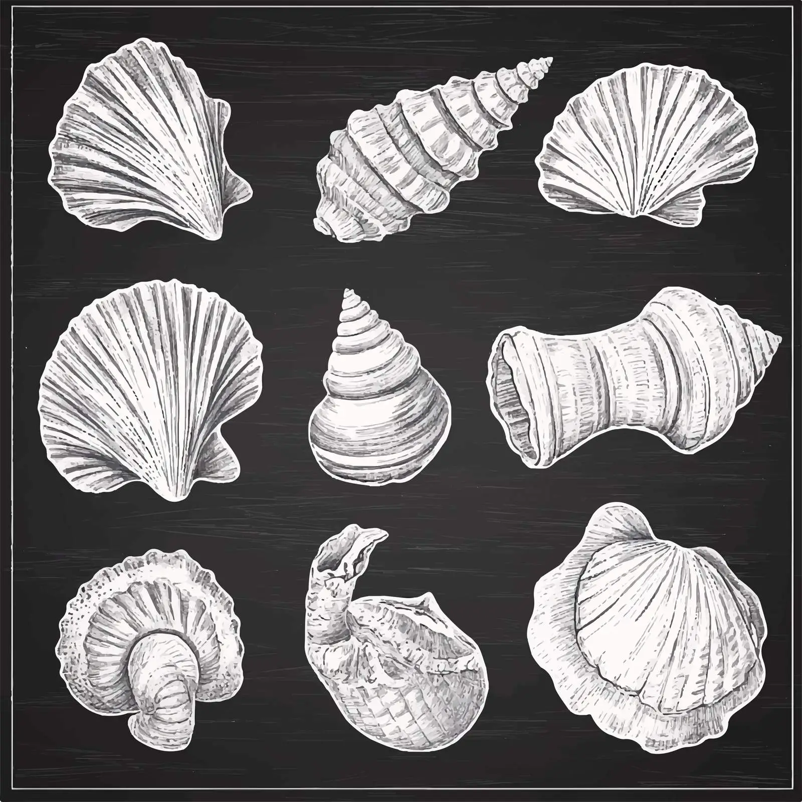 Hand-Drawn Seashell Sketches Collection – free shell collection image from Dotvec