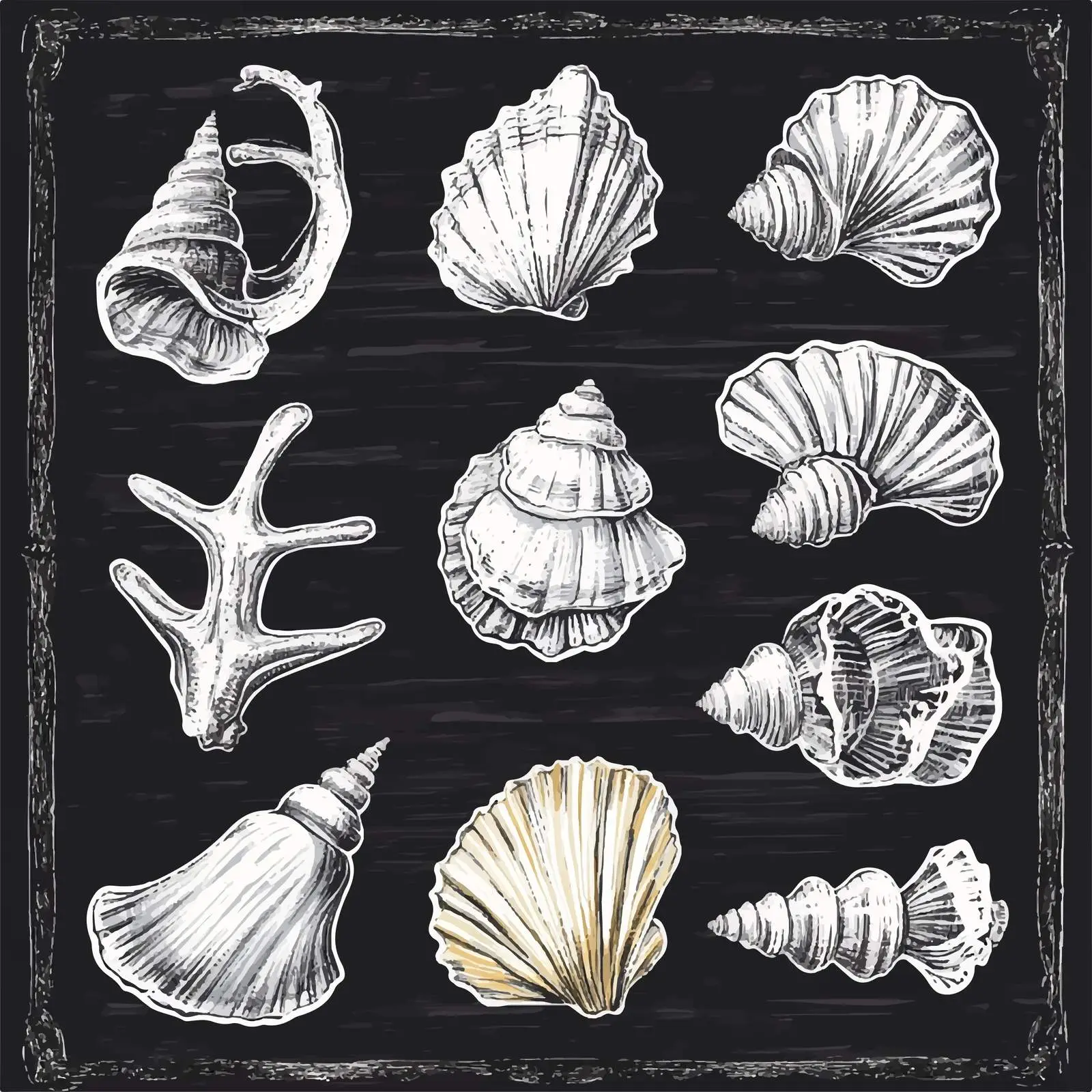 Hand Drawn Seashell Sketches Collection — free download from Dotvec