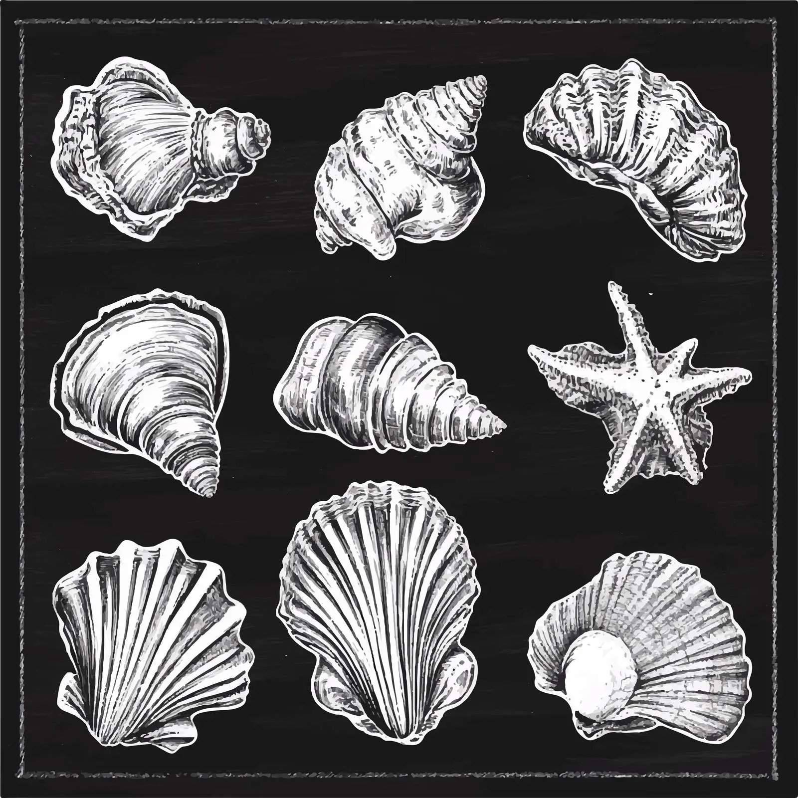 Hand-Drawn Seashell Sketches Collection — free download from Dotvec