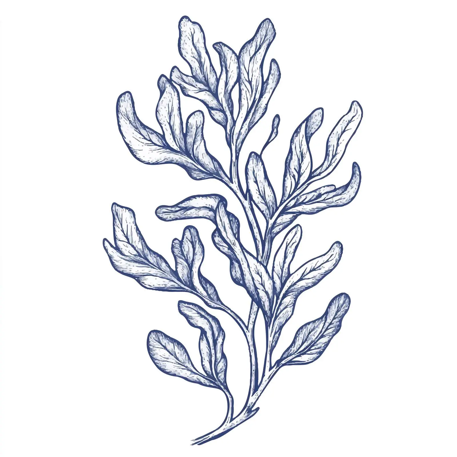 Hand Drawn Seaweed Sketch on White Background — free download from Dotvec