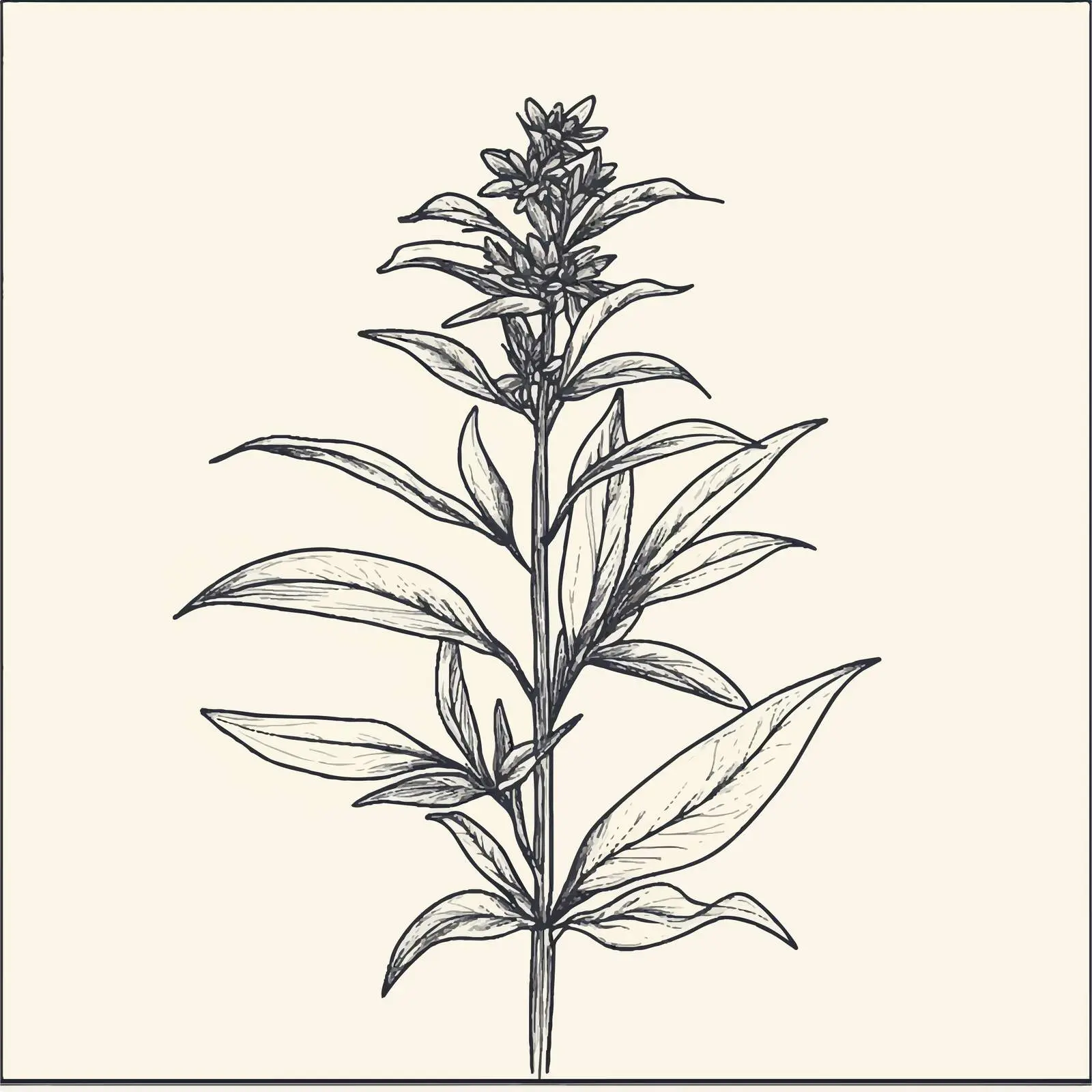 Hand-Drawn Sesame Herbs and Spices Vector — free download from Dotvec