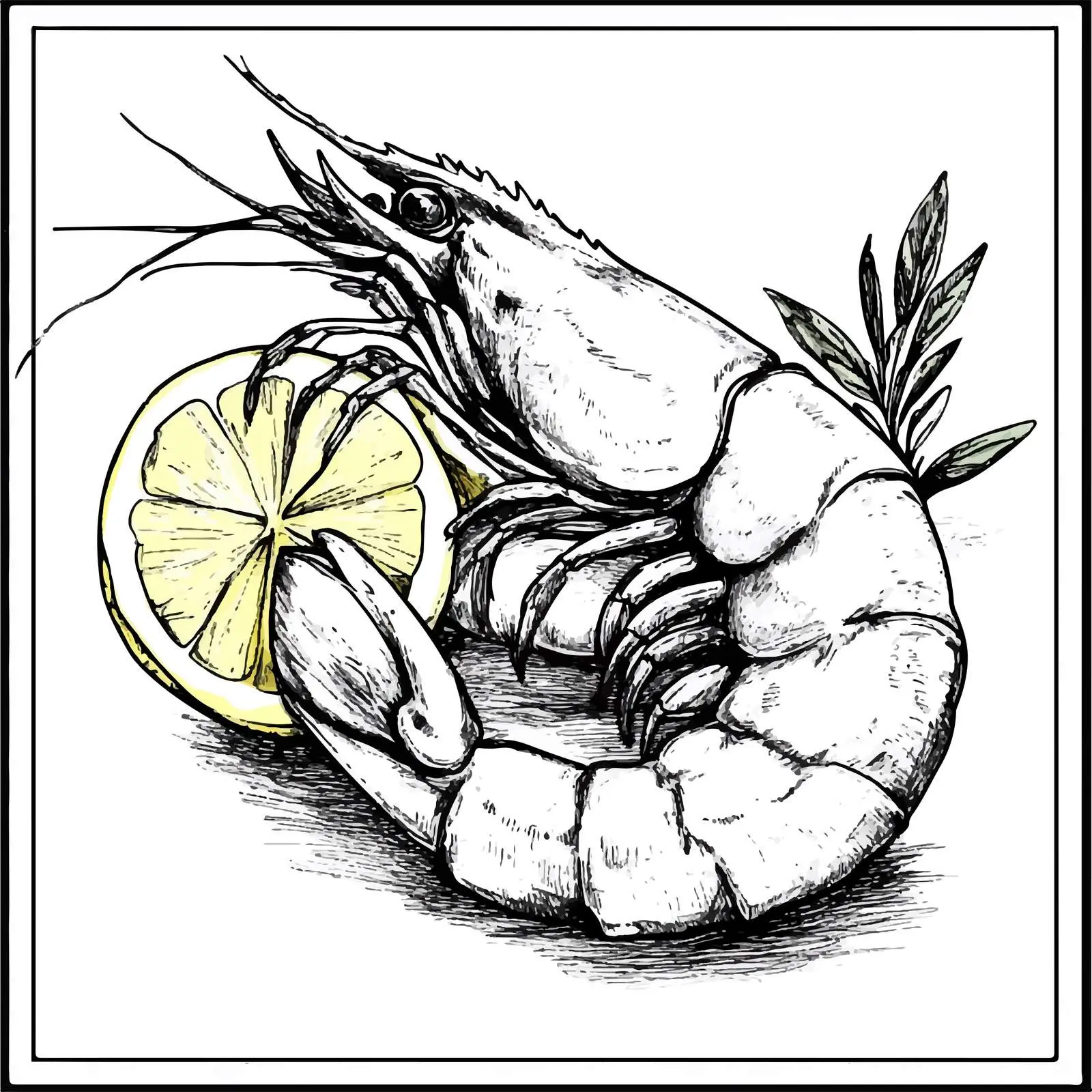 Hand Drawn Shrimp on White Background – free prawn image from Dotvec