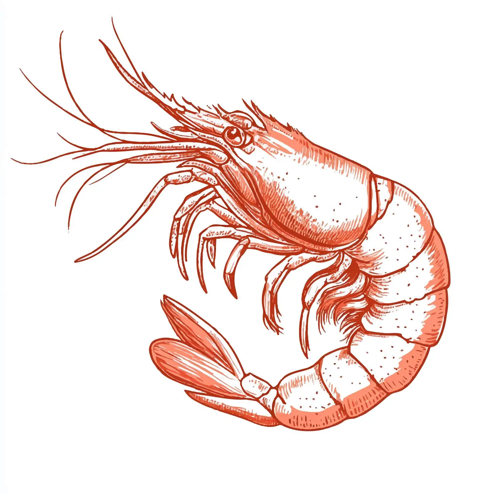 Hand-Drawn Shrimp on White Background – free prawn image from Dotvec