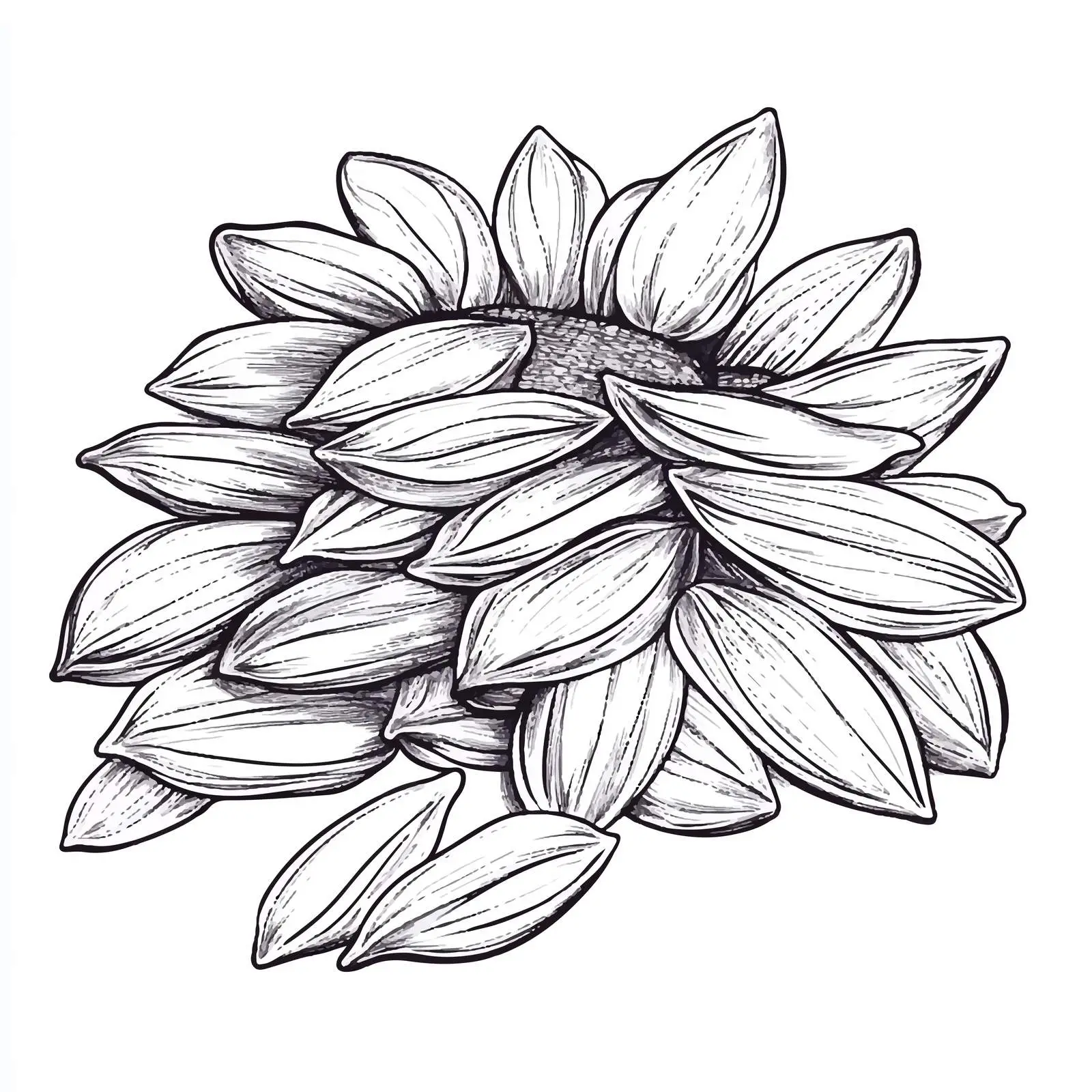 Hand-Drawn Sunflower Seeds Sketch — free download from Dotvec