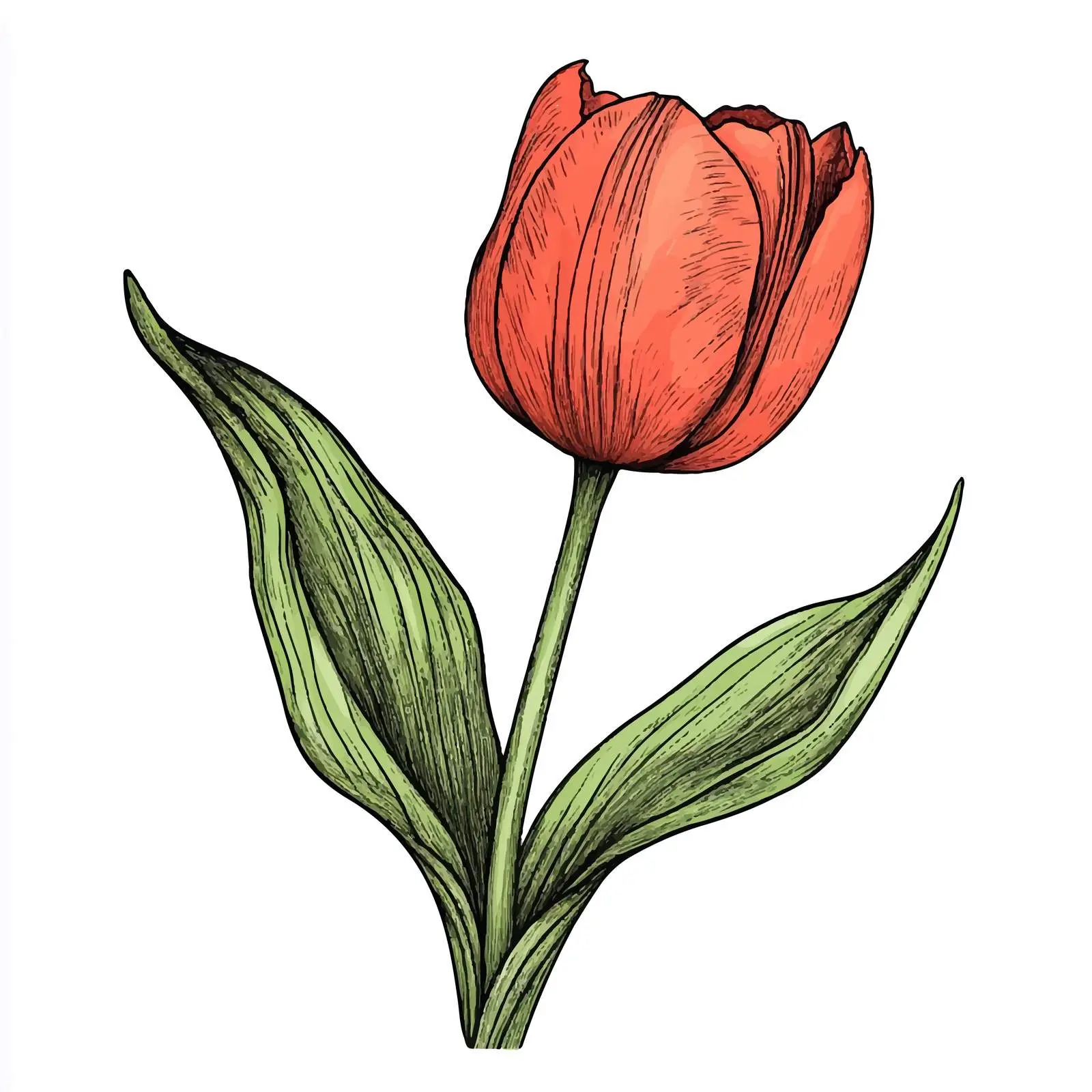Hand-Drawn Blooming Tulip Flower Sketch — free download from Dotvec