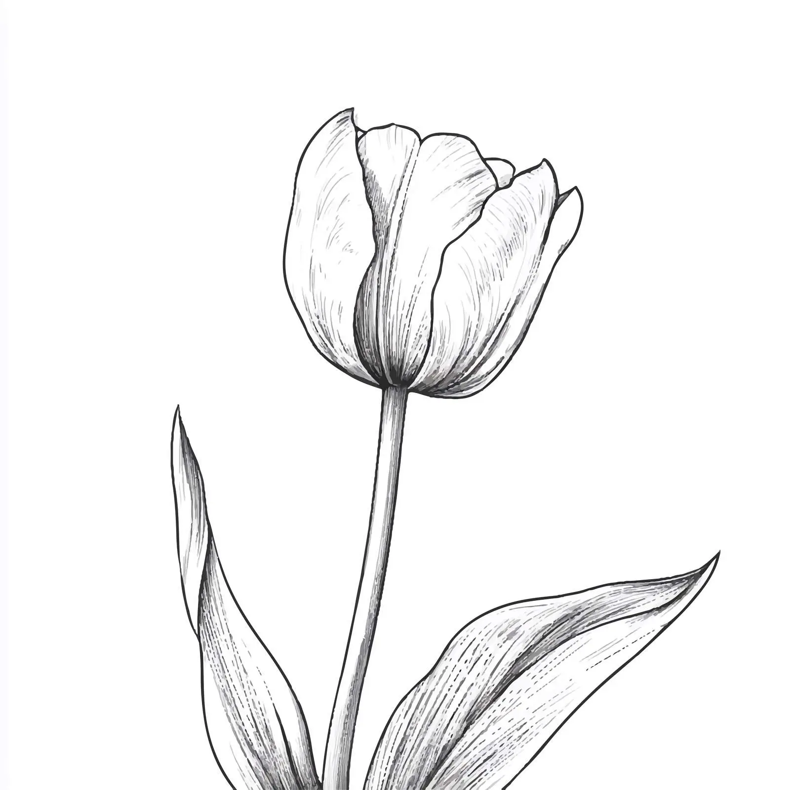Hand-Drawn Blooming Tulip Flower Illustration — free download from Dotvec