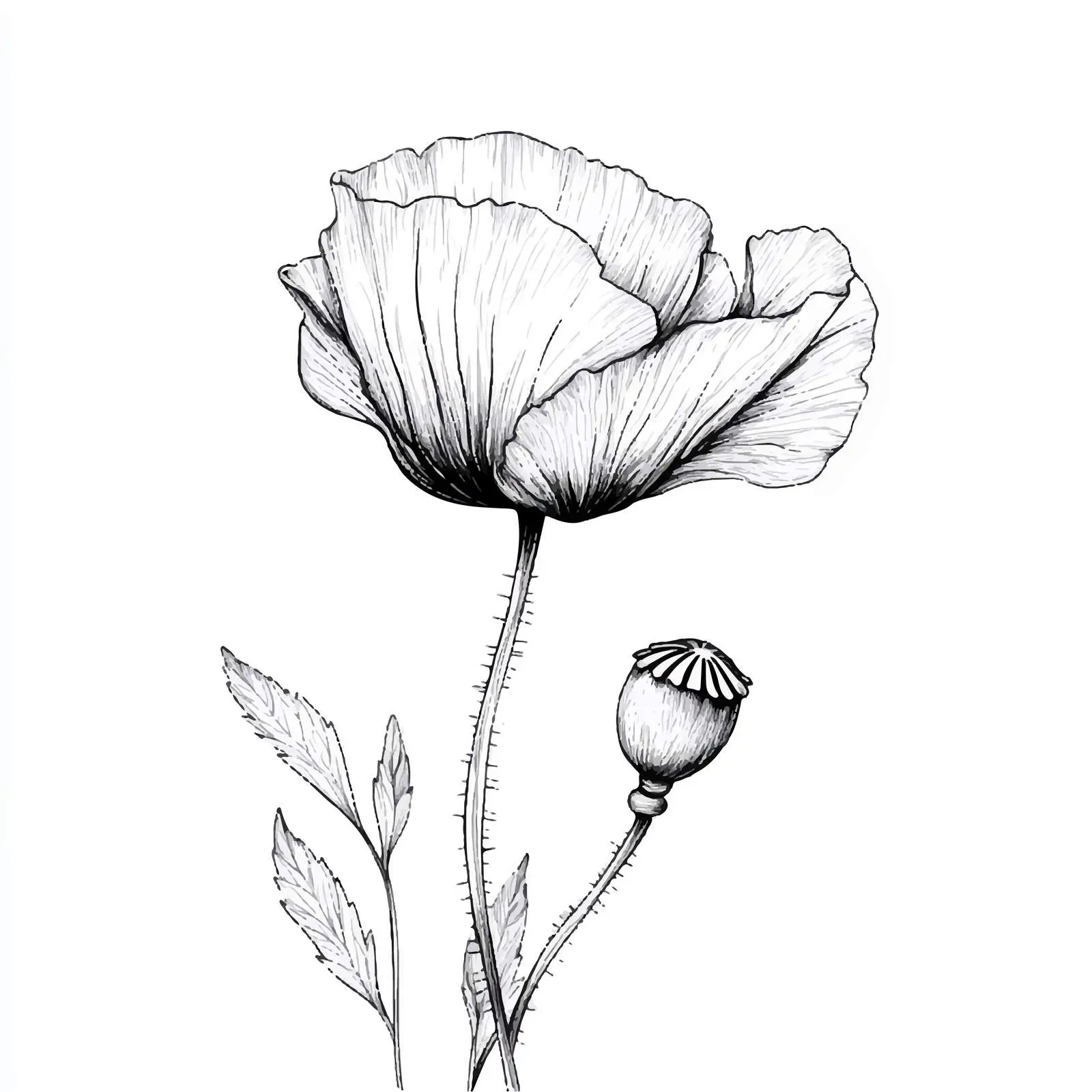 Hand-Drawn Closed Poppy Bud Sketch — free download from Dotvec