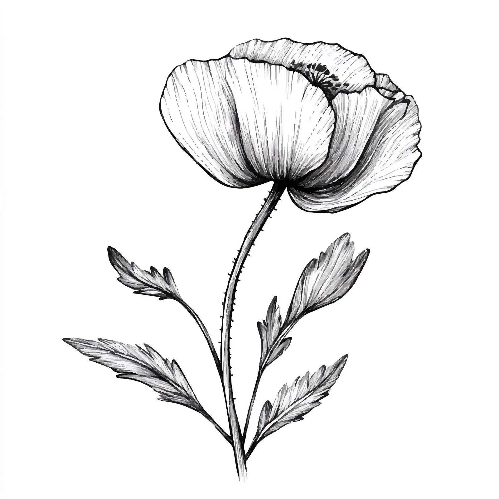 Closed Poppy Bud Hand-Drawn Vector Sketch — free download from Dotvec