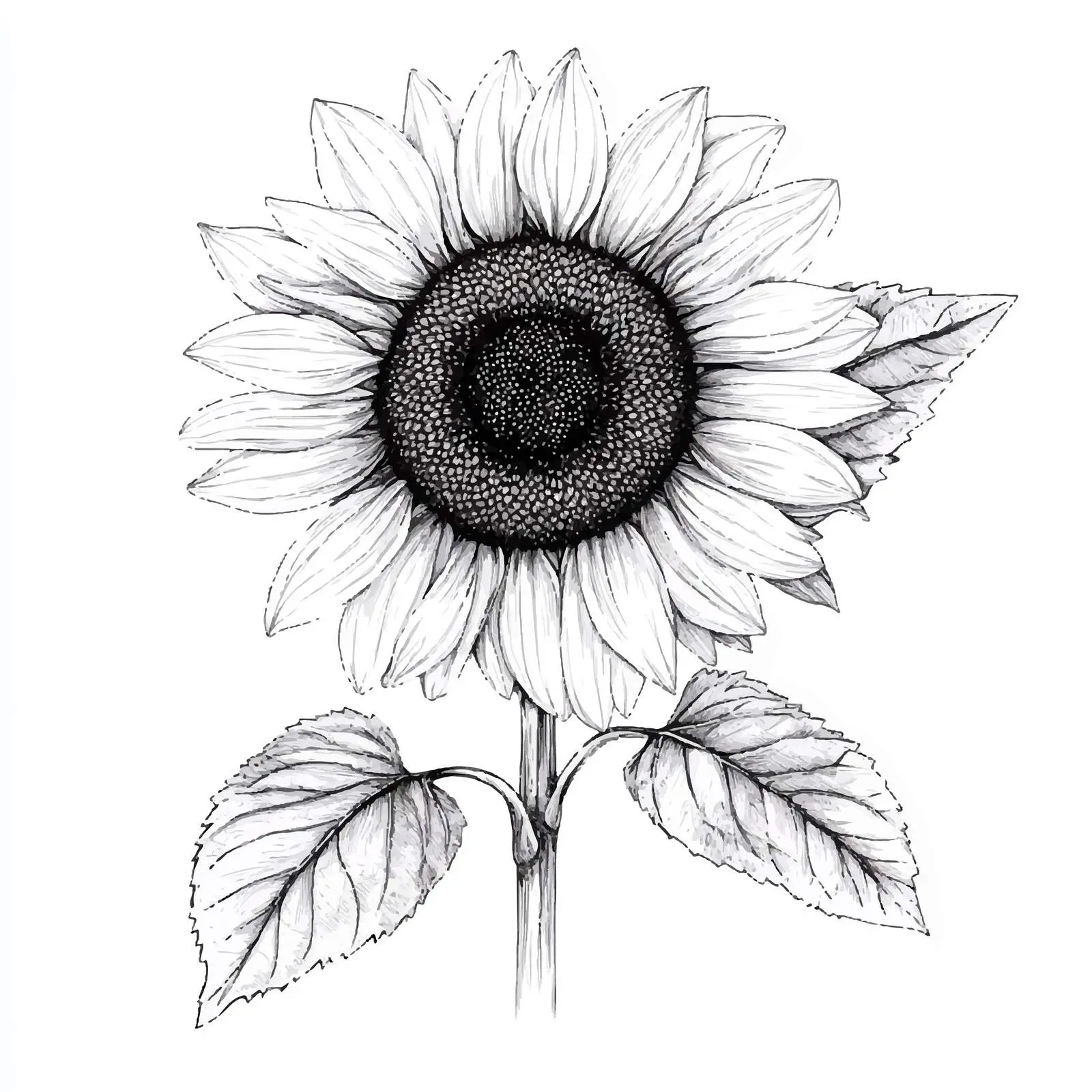 Closed Sunflower Hand-Drawn Sketch on White Background — free download from Dotvec