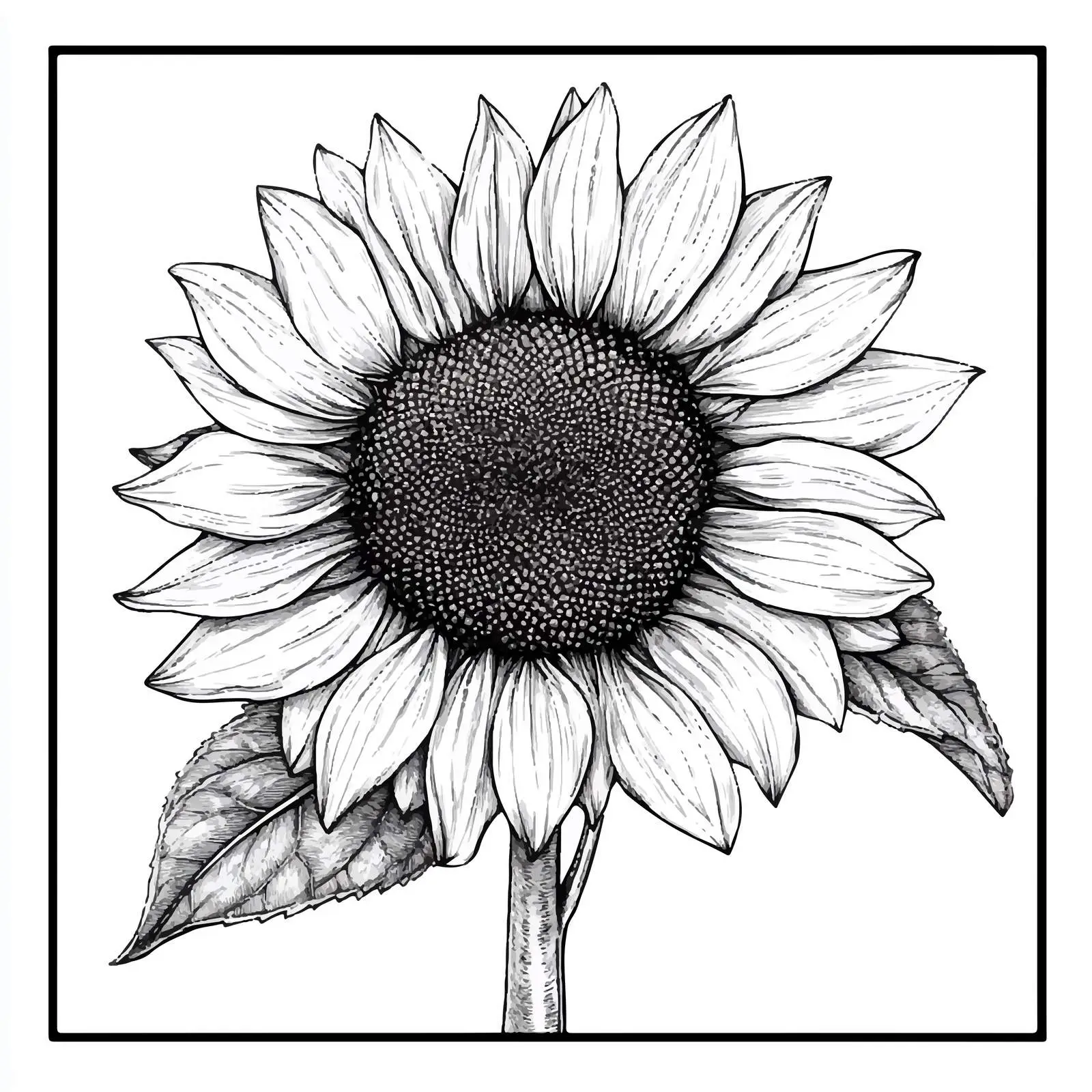 Hand-Drawn Sunflower Seed in Peel Illustration — free download from Dotvec