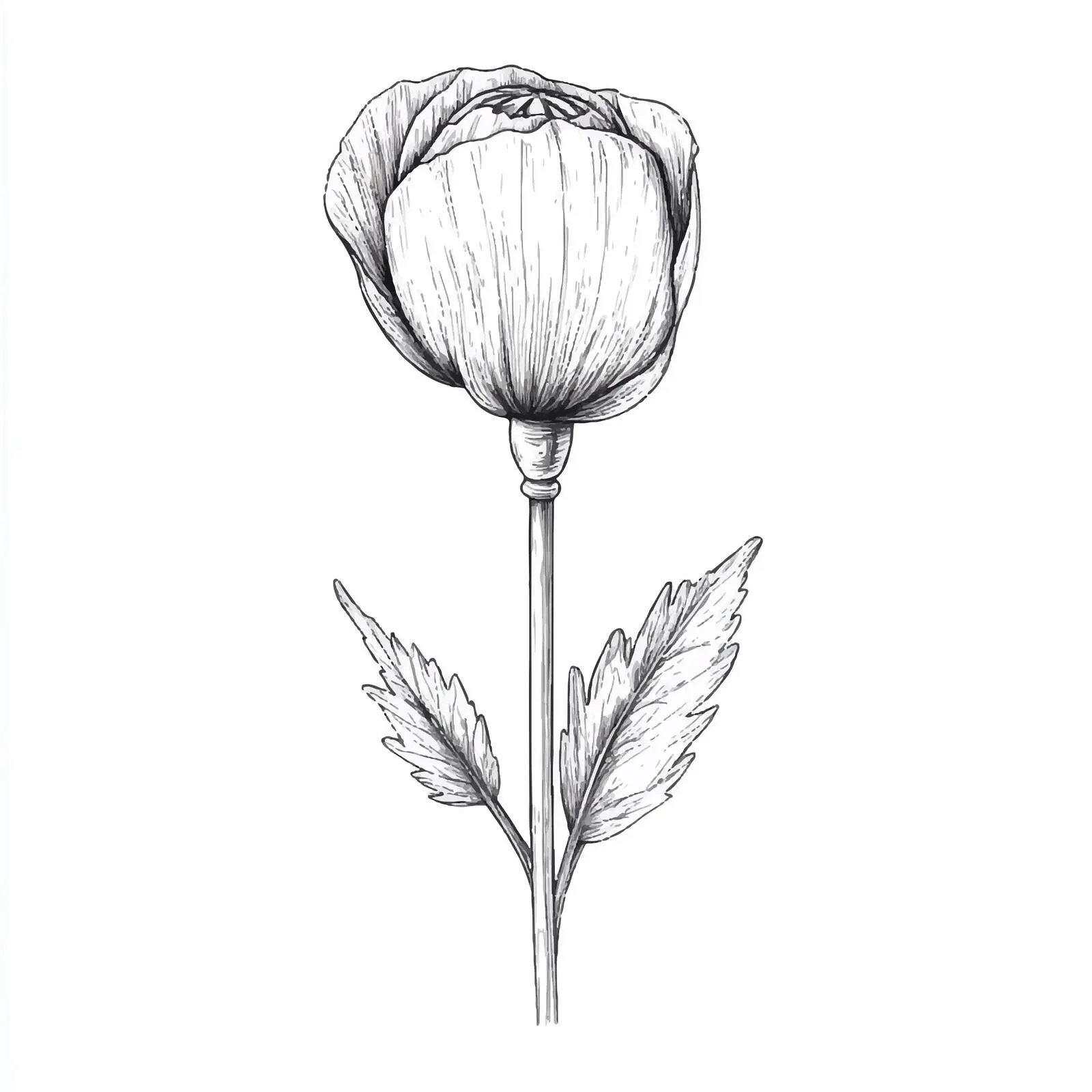 Hand-Drawn Poppy Bud on White Background — free download from Dotvec
