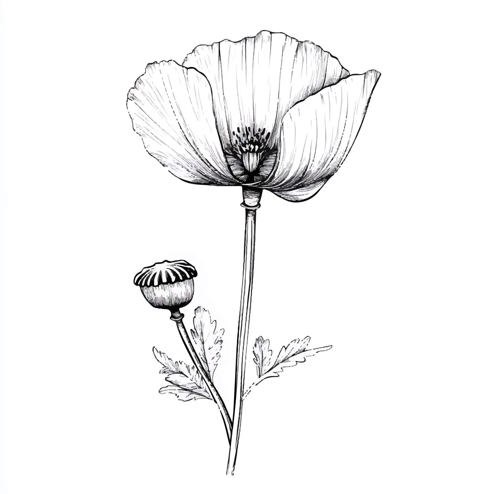 Hand-Drawn Poppy Bud Sketch on White Background — free download from Dotvec