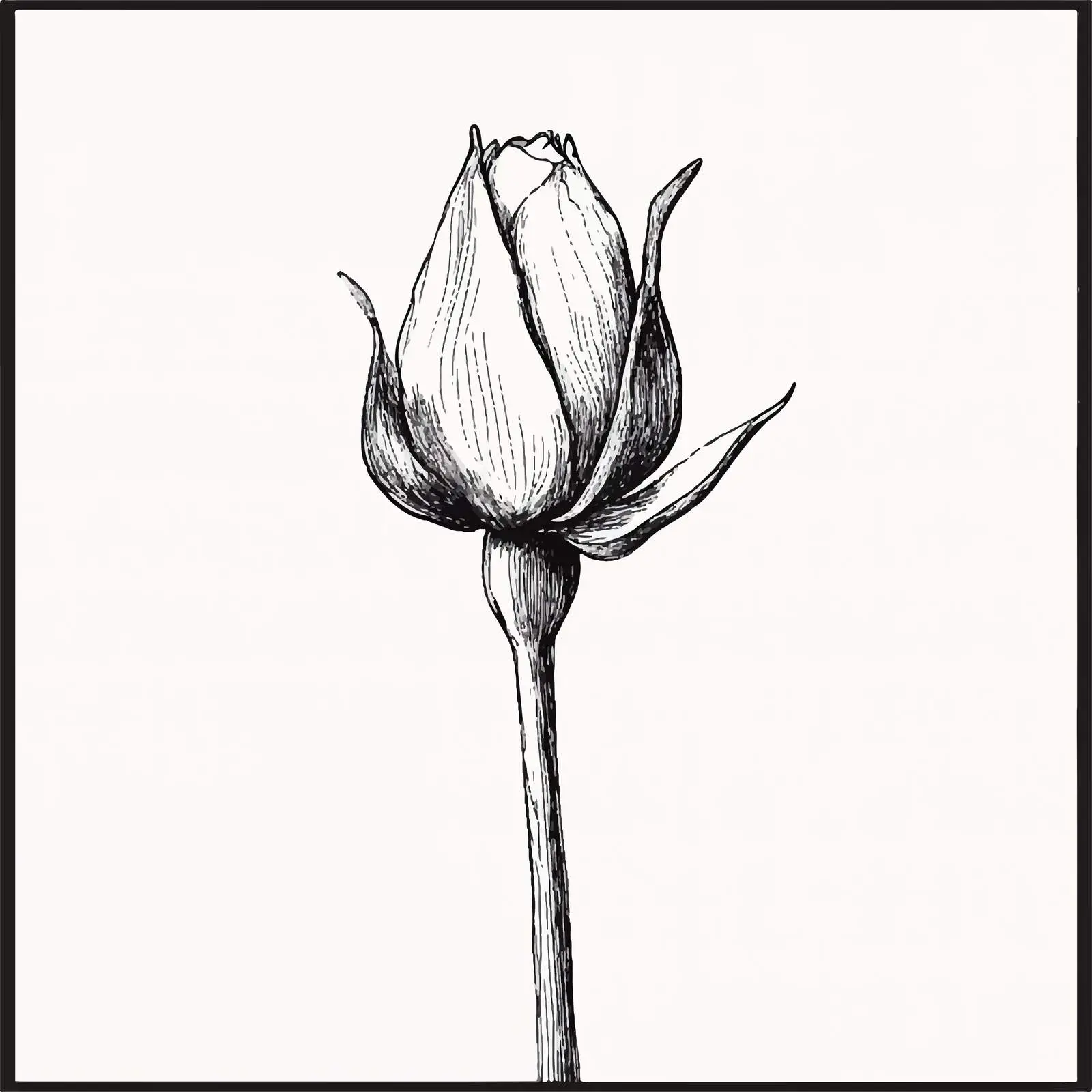 Hand Drawn Rosebud Sketch for Valentine’s Day — free download from Dotvec