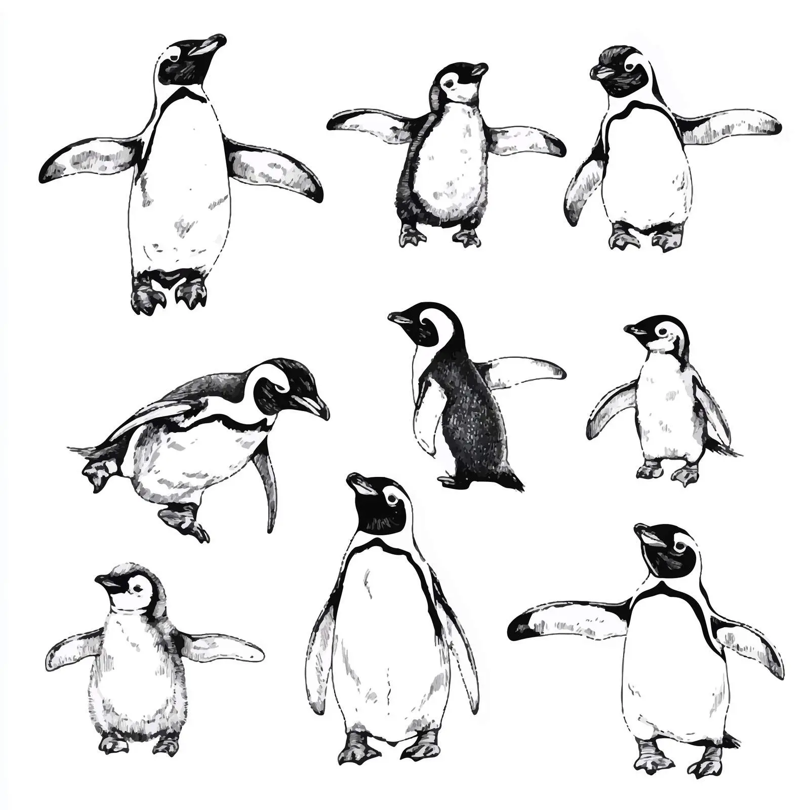 Hand-Drawn Penguins Sketch on White Background — free download from Dotvec