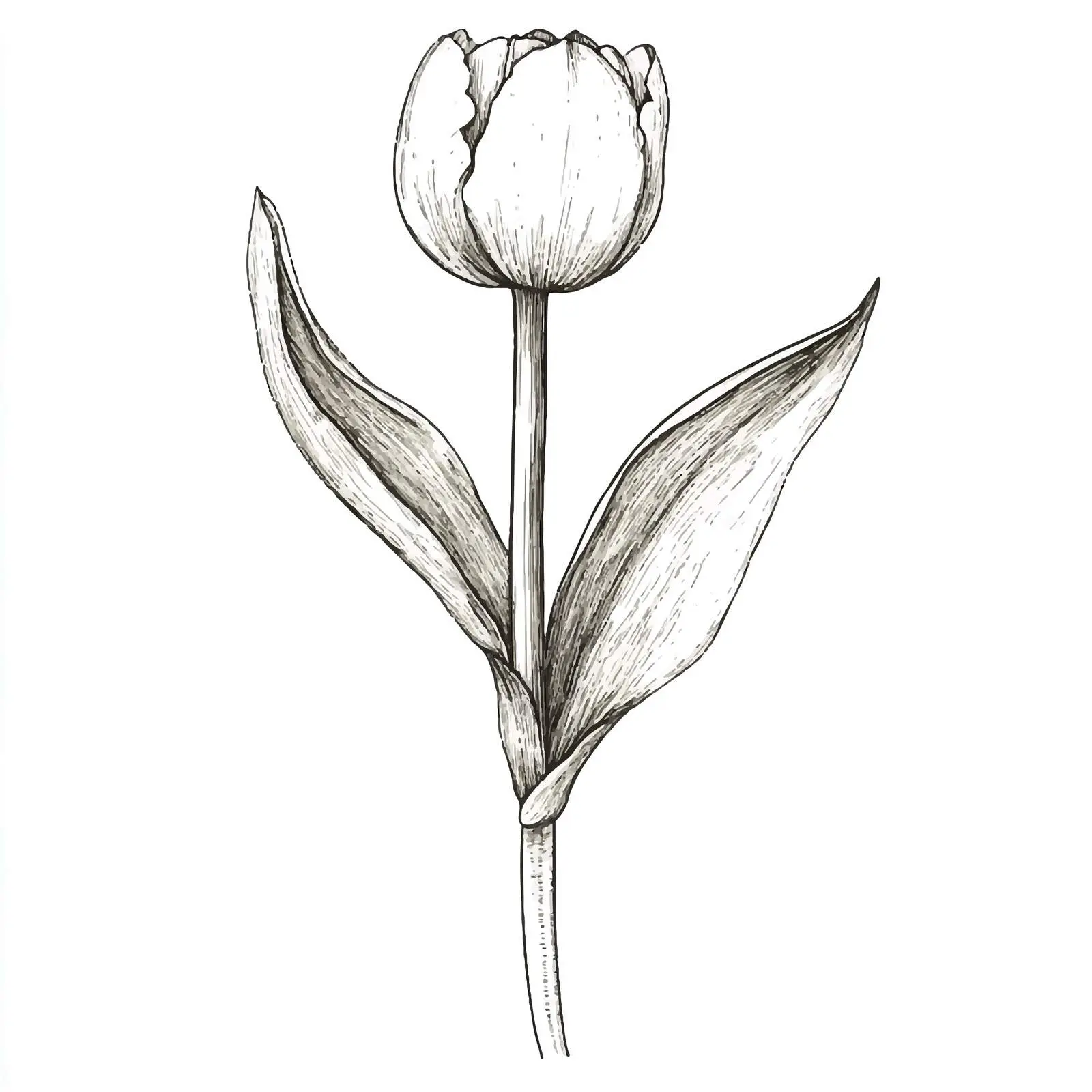 Hand-Drawn Tulip Bulb Sketch on White Background — free download from Dotvec