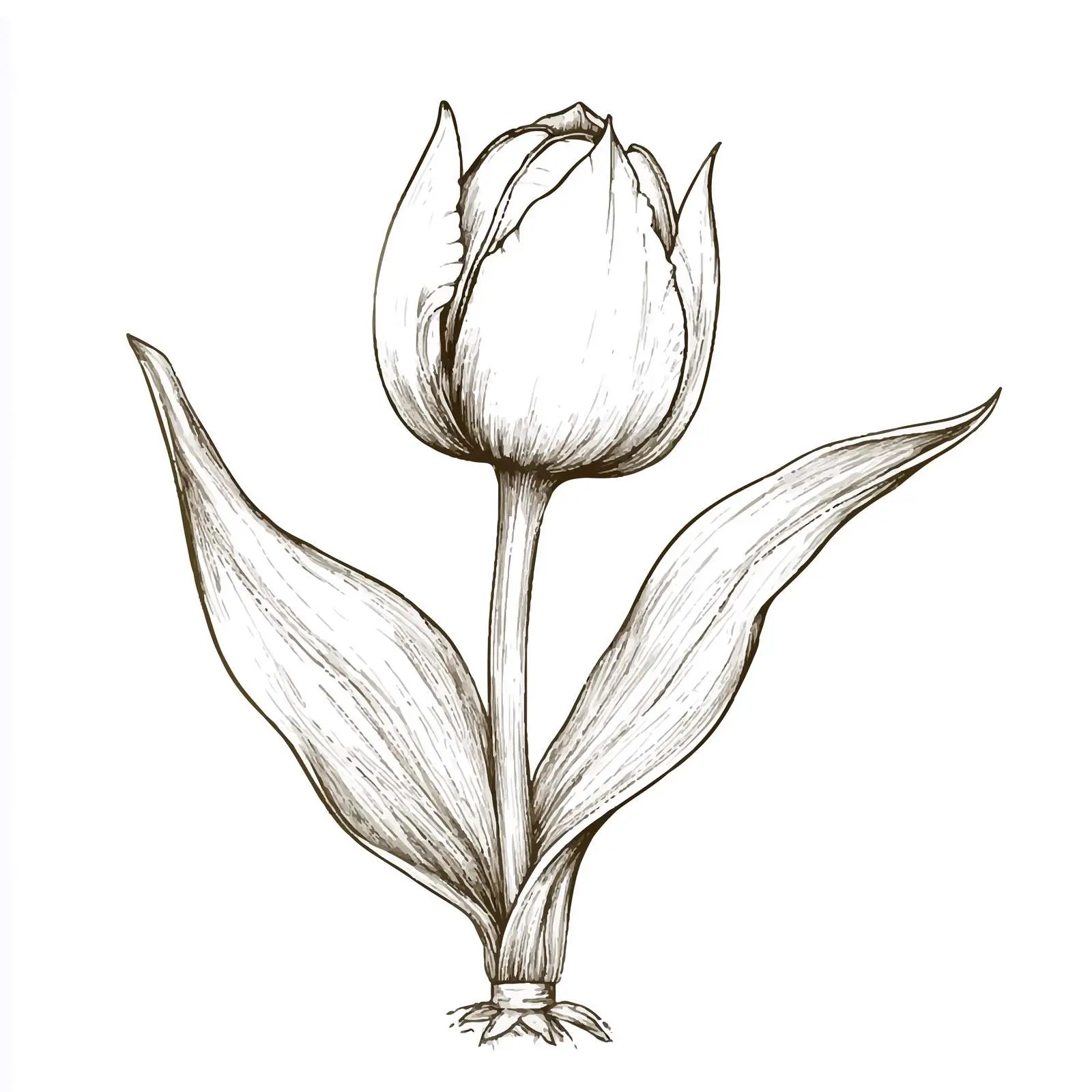 Hand-Drawn Tulip Bulb Sketch on White Background — free download from Dotvec