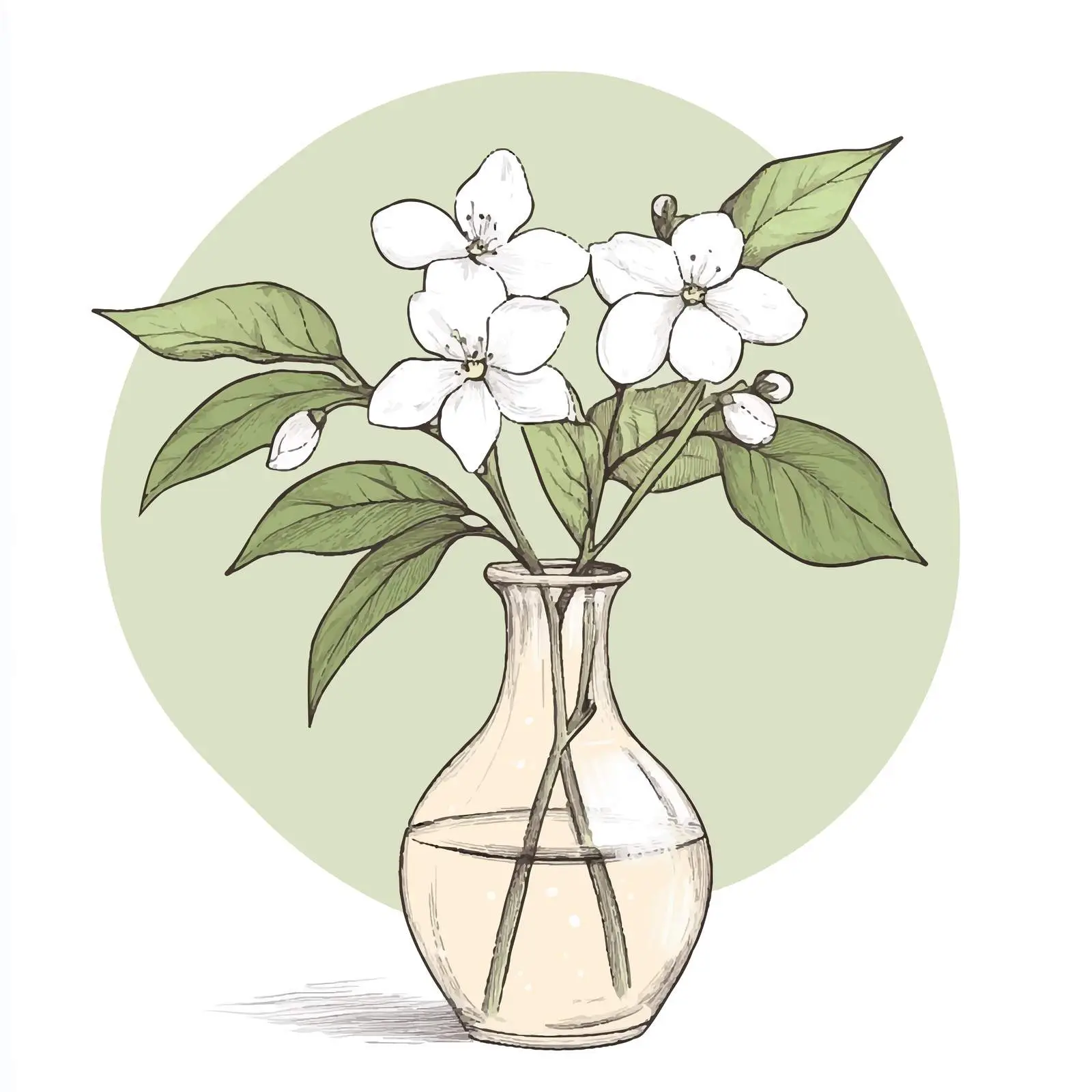 Hand-Drawn Vase with Jasmine Flowers Sketch — free download from Dotvec