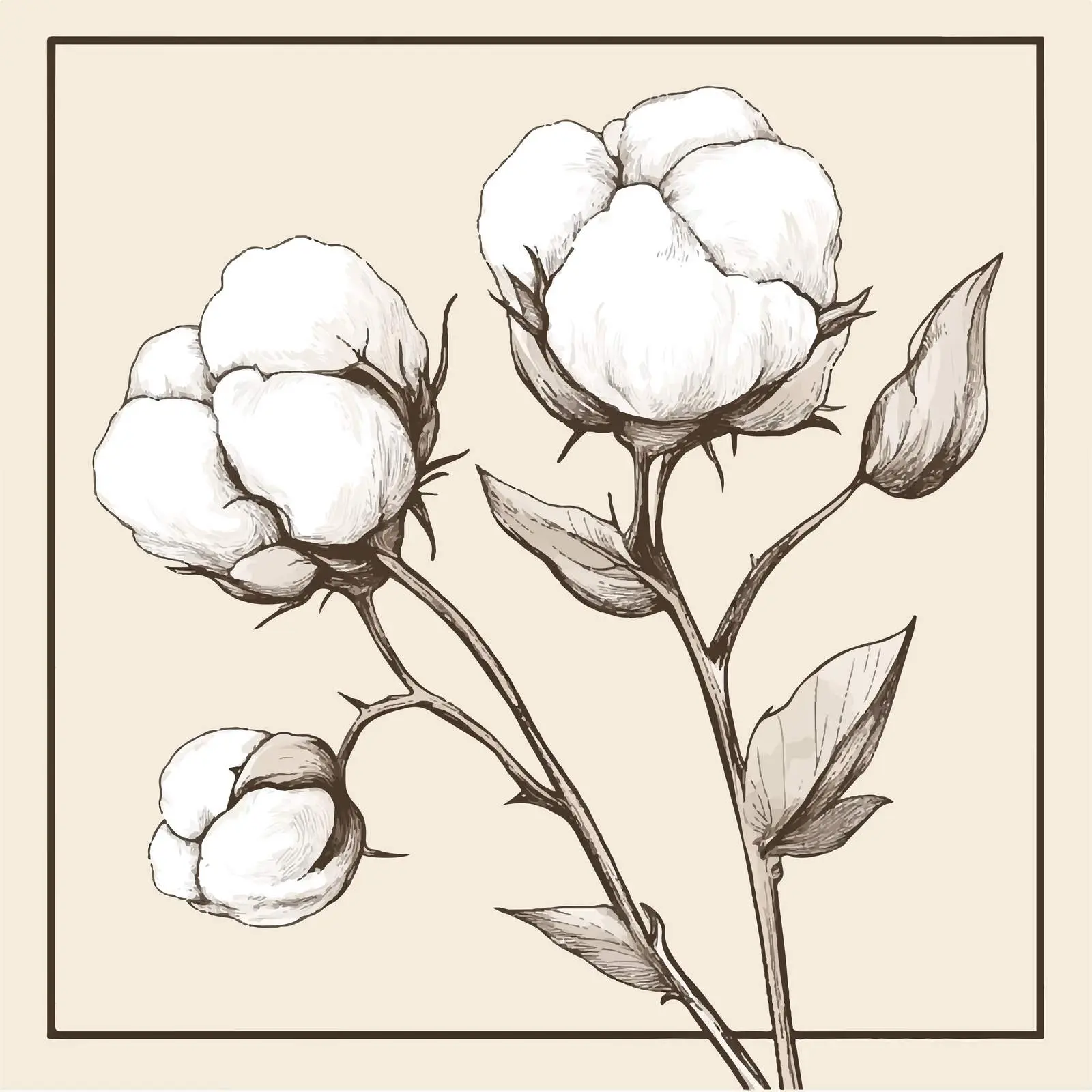 Hand-Drawn Cotton Sketches and Vectors — free download from Dotvec